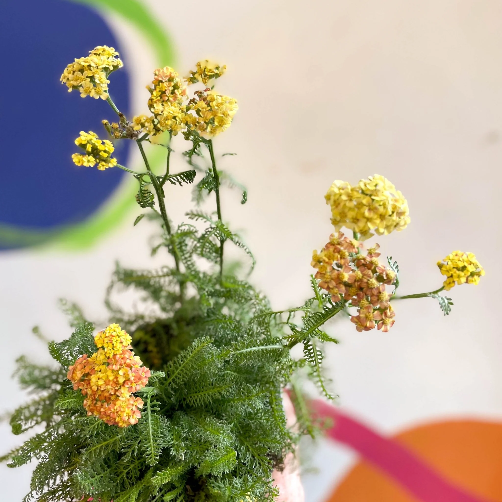 Yarrow - Achillea millefolium 'Desert Eve Terracotta' - British Grown Herbaceous Perennial - Image 8