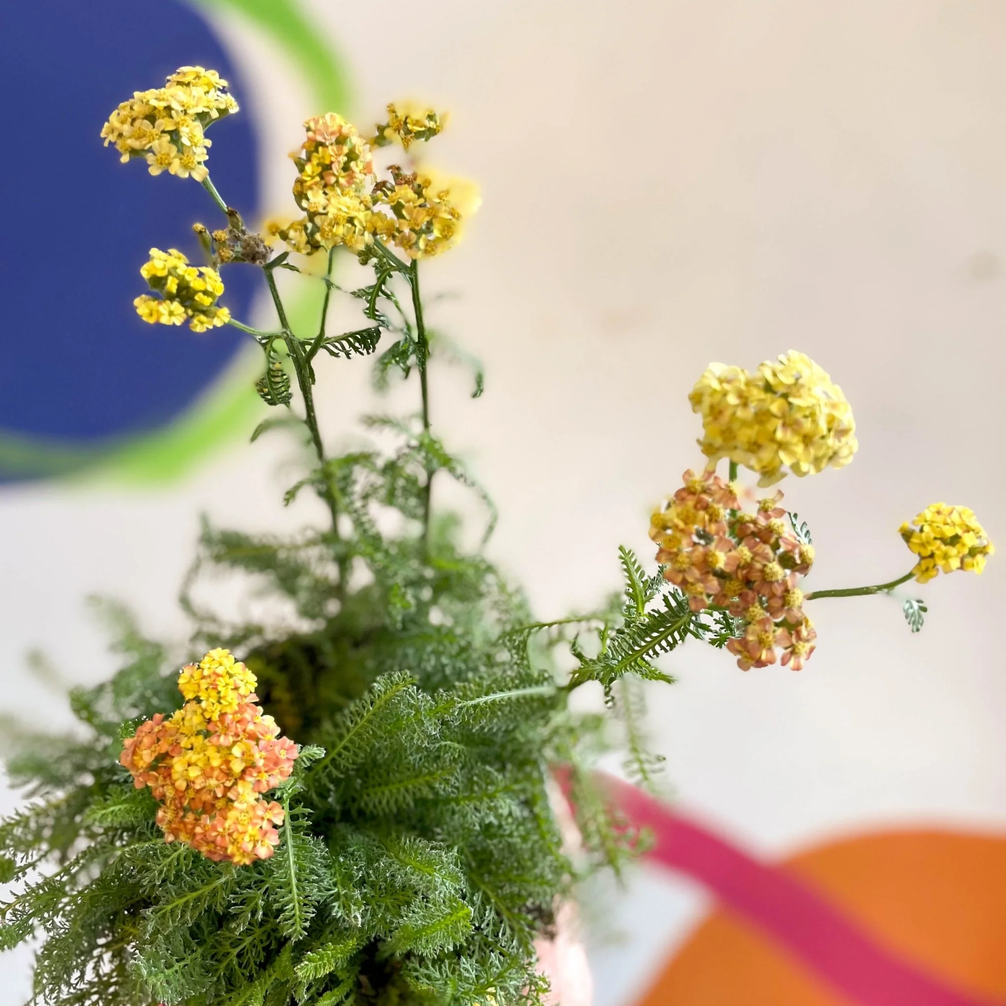 Yarrow - Achillea millefolium 'Desert Eve Terracotta' - British Grown Herbaceous Perennial - Image 9