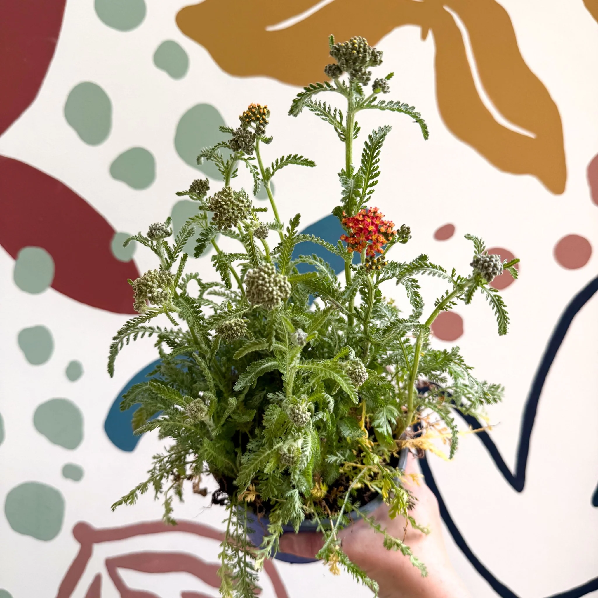 Yarrow - Achillea millefolium 'Milly Rock Mixmaster's Dance' - British Grown Herbaceous Perennial