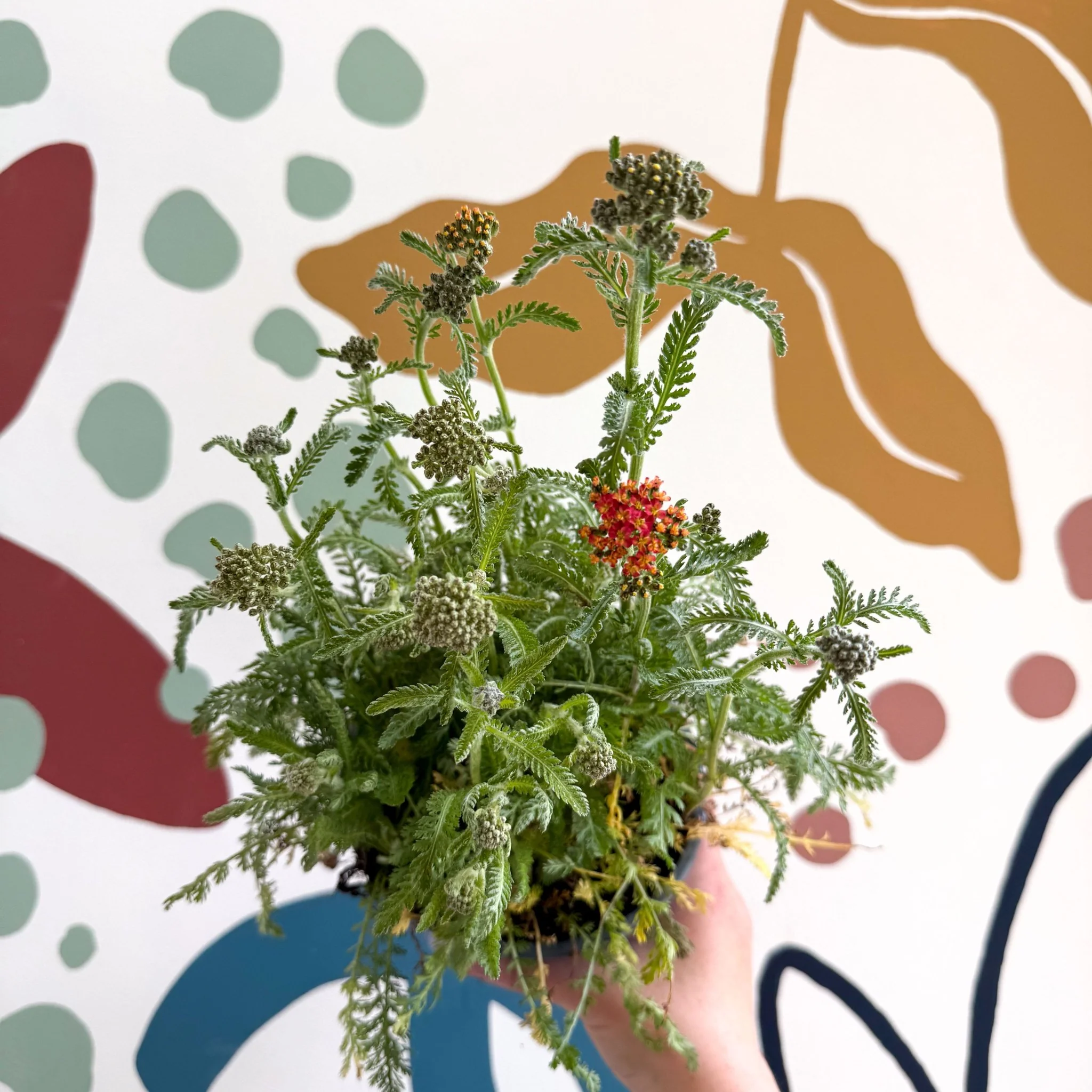 Yarrow - Achillea millefolium 'Milly Rock Mixmaster's Dance' - British Grown Herbaceous Perennial - Image 10