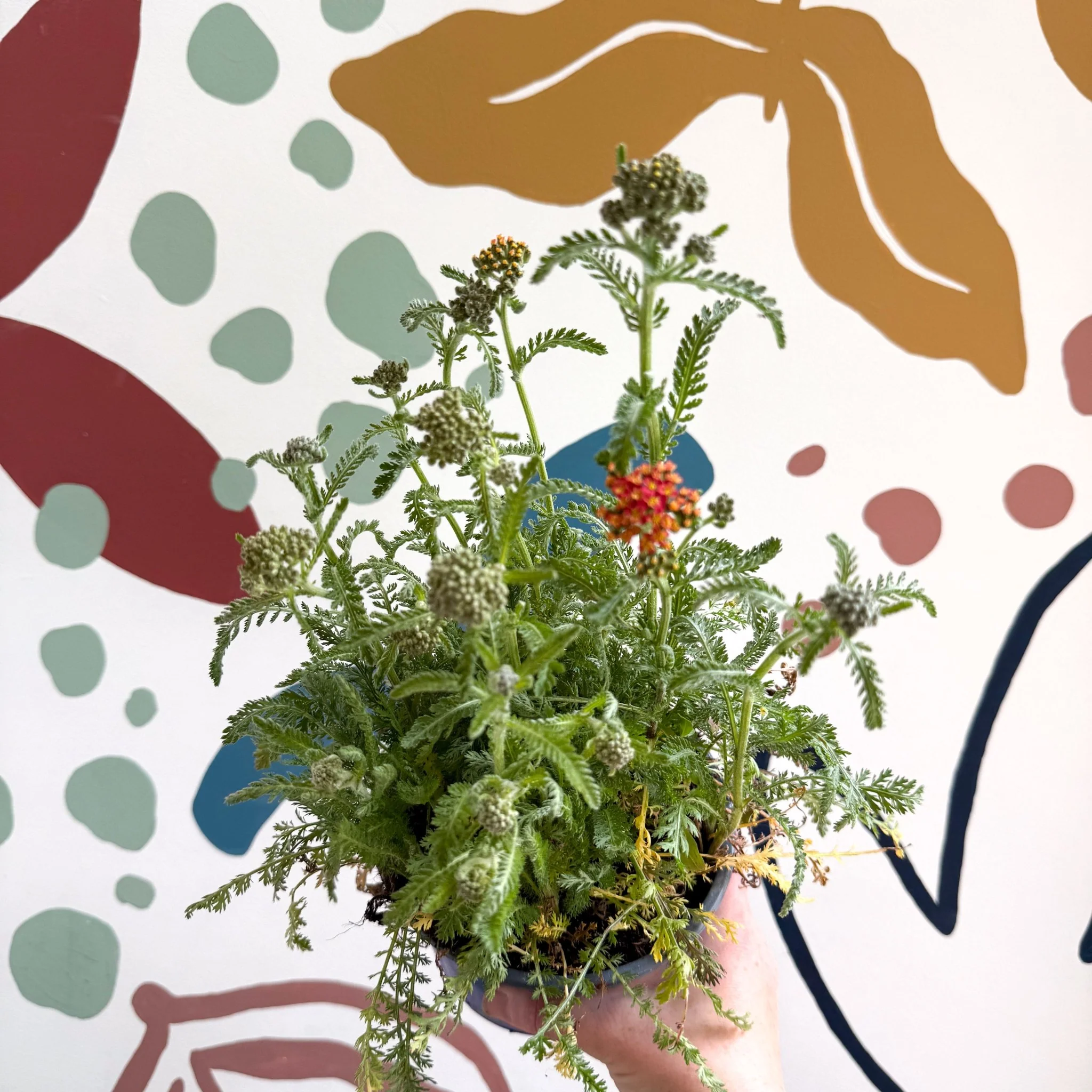 Yarrow - Achillea millefolium 'Milly Rock Mixmaster's Dance' - British Grown Herbaceous Perennial - Image 2