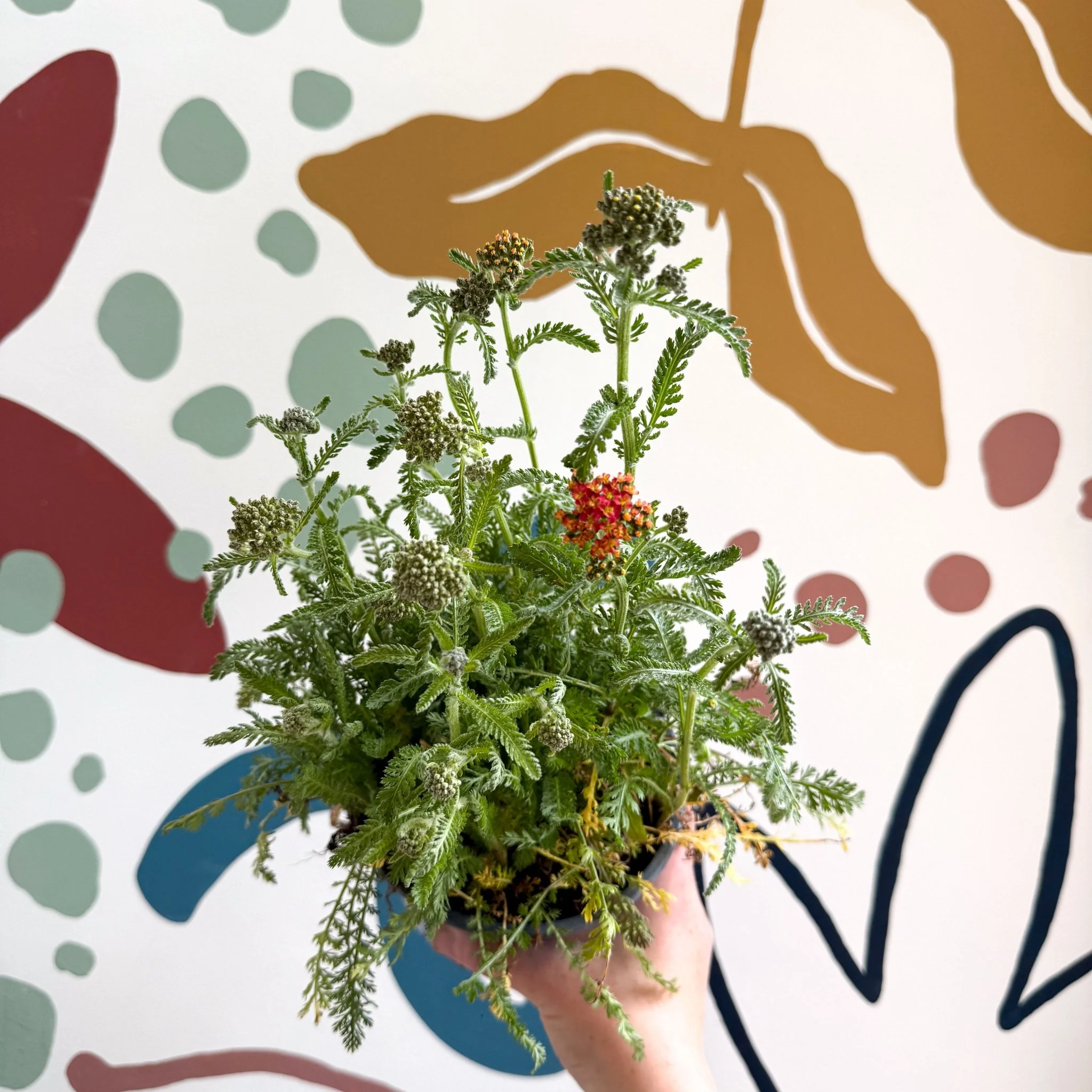 Yarrow - Achillea millefolium 'Milly Rock Mixmaster's Dance' - British Grown Herbaceous Perennial - Image 4