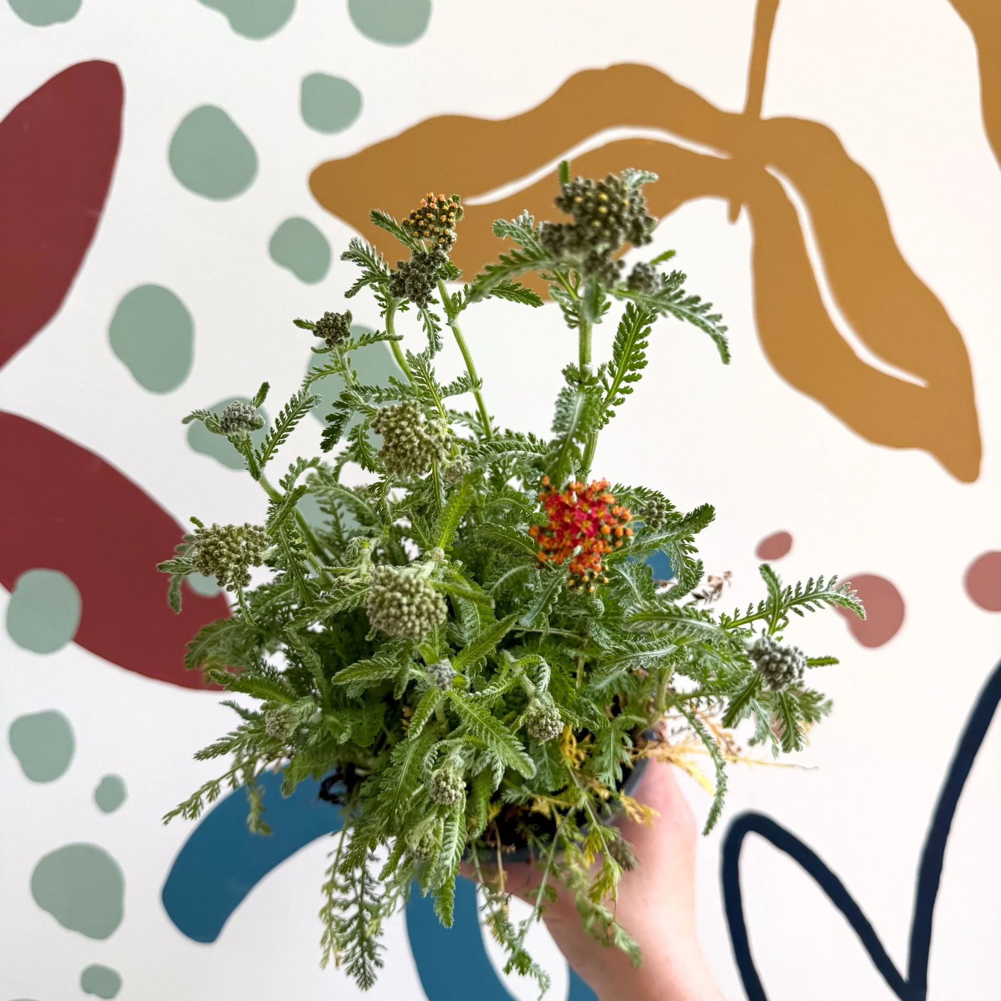 Yarrow - Achillea millefolium 'Milly Rock Mixmaster's Dance' - British Grown Herbaceous Perennial - Image 9
