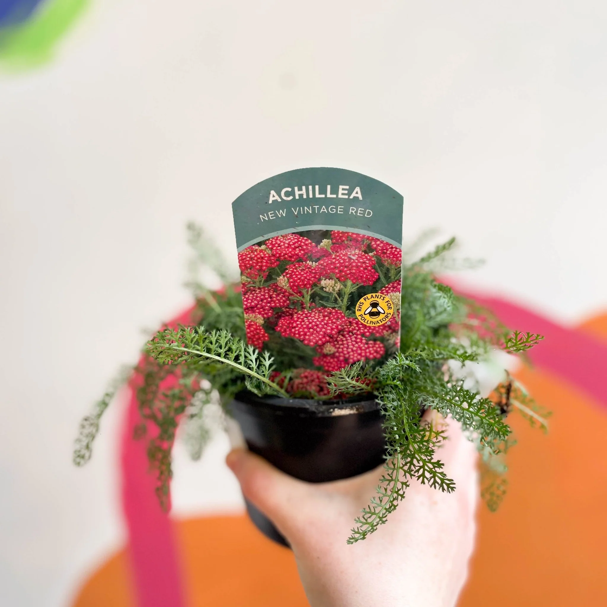 Yarrow - Achillea millefolium 'New Vintage Red' - British Grown Herbaceous Perennial