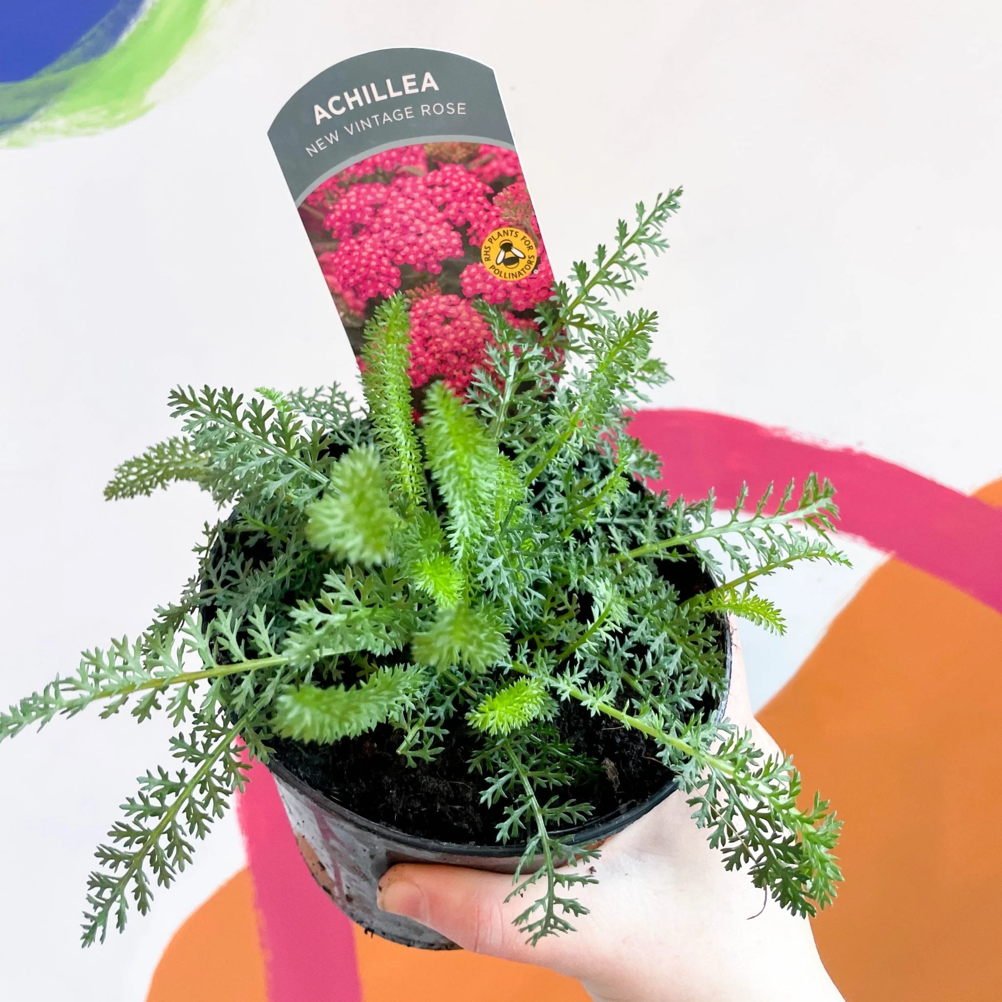 Yarrow - Achillea millefolium 'New Vintage Rose' - British Grown Herbaceous Perennial