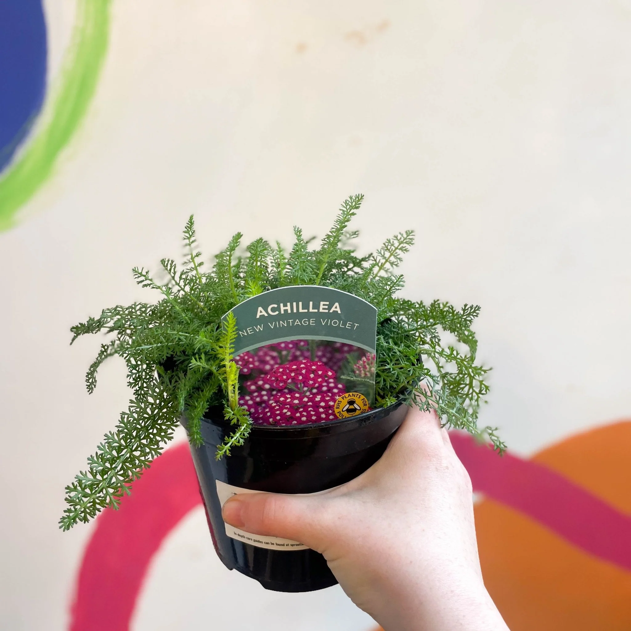 Yarrow - Achillea millefolium 'New Vintage Violet' - British Grown Herbaceous Perennial