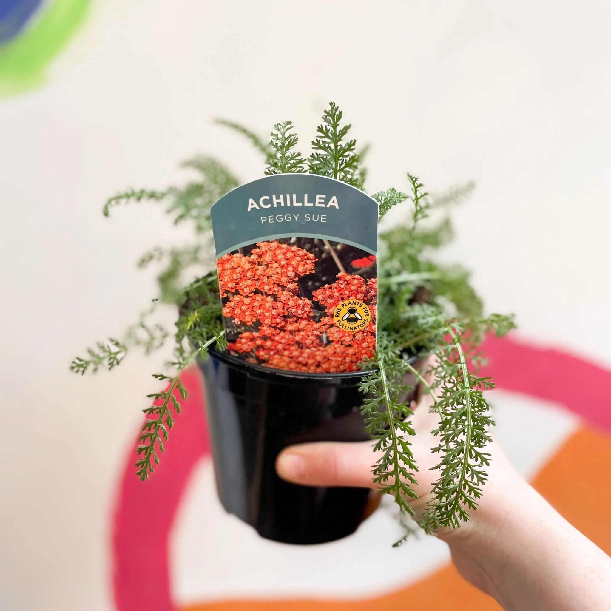 Yarrow - Achillea millefolium 'Peggy Sue' - British Grown Herbaceous Perennial