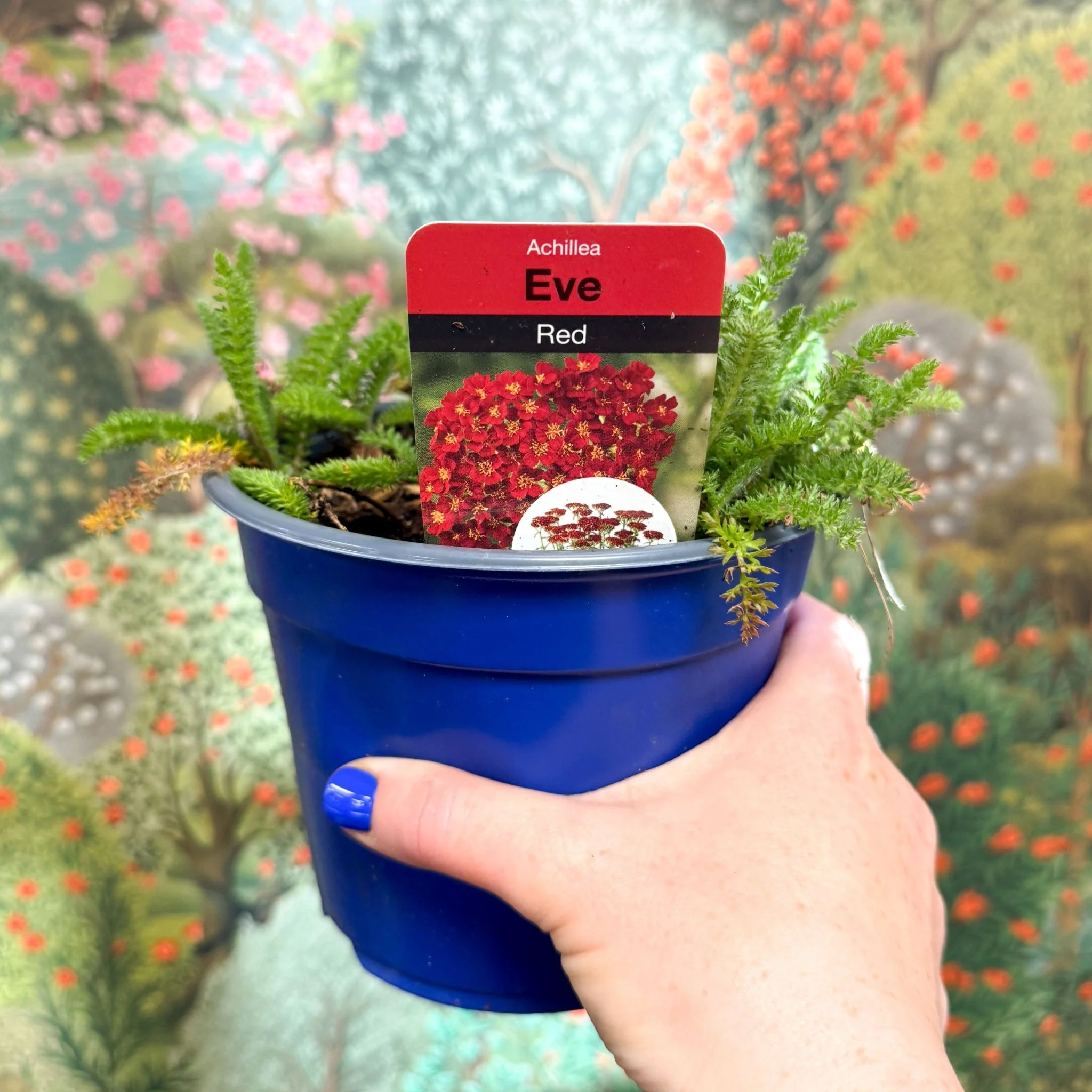 Yarrow - Achillea millefolium 'Red Eve' - British Grown Herbaceous Perennial