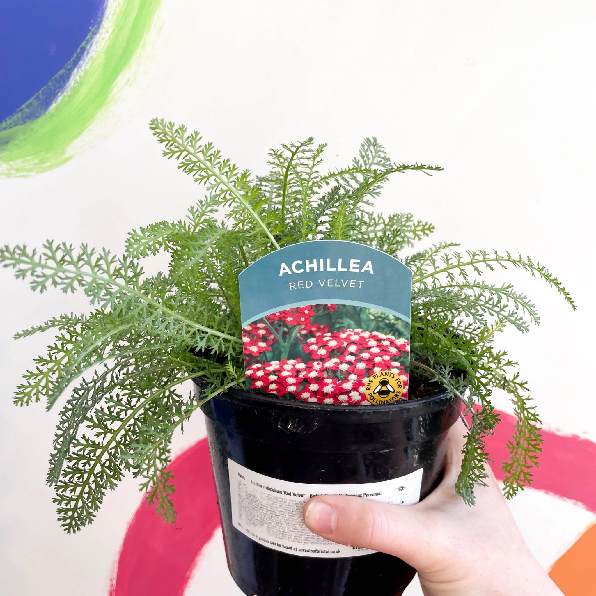 Yarrow - Achillea millefolium 'Red Velvet' - British Grown Herbaceous Perennial