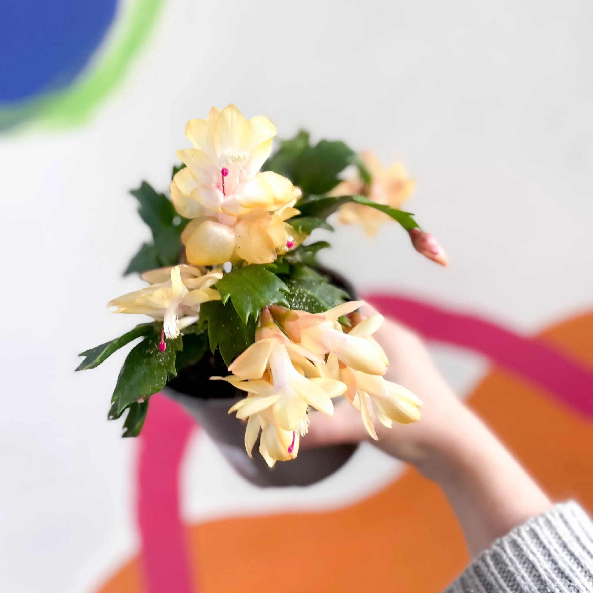 Schlumbergera truncata 'Limelight Dancer Dancer' - British Grown - Image 2