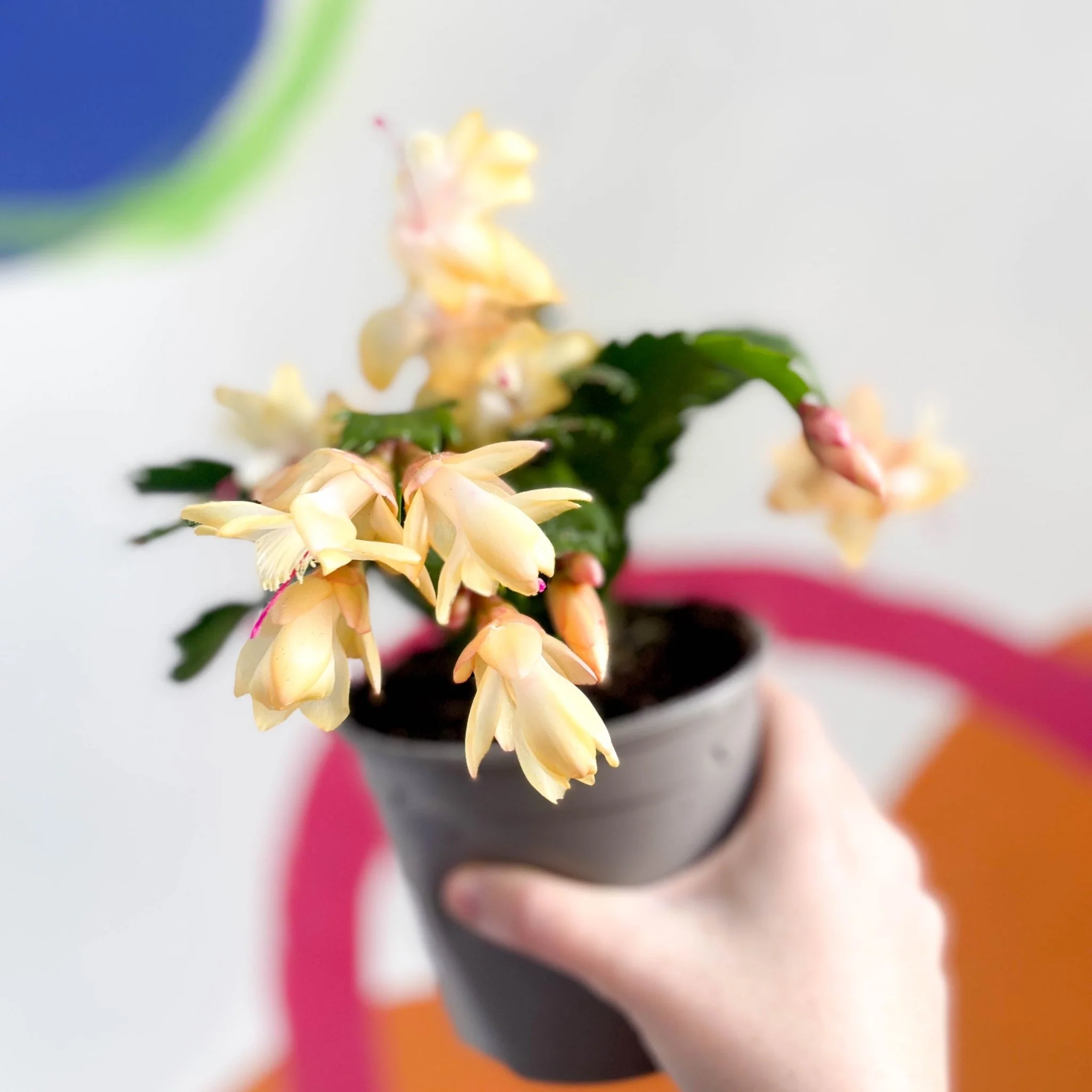 Schlumbergera truncata 'Limelight Dancer Dancer' - British Grown - Image 3