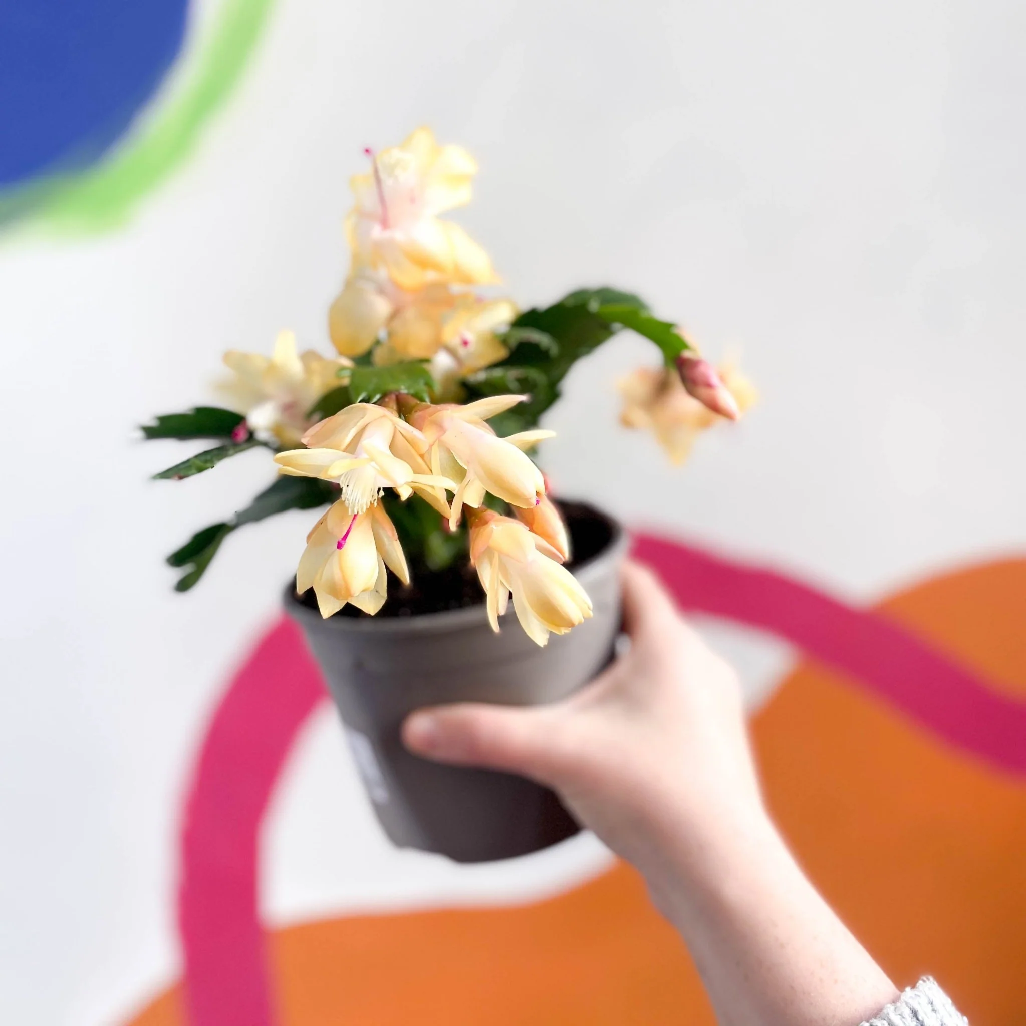 Schlumbergera truncata 'Limelight Dancer Dancer' - British Grown - Image 4