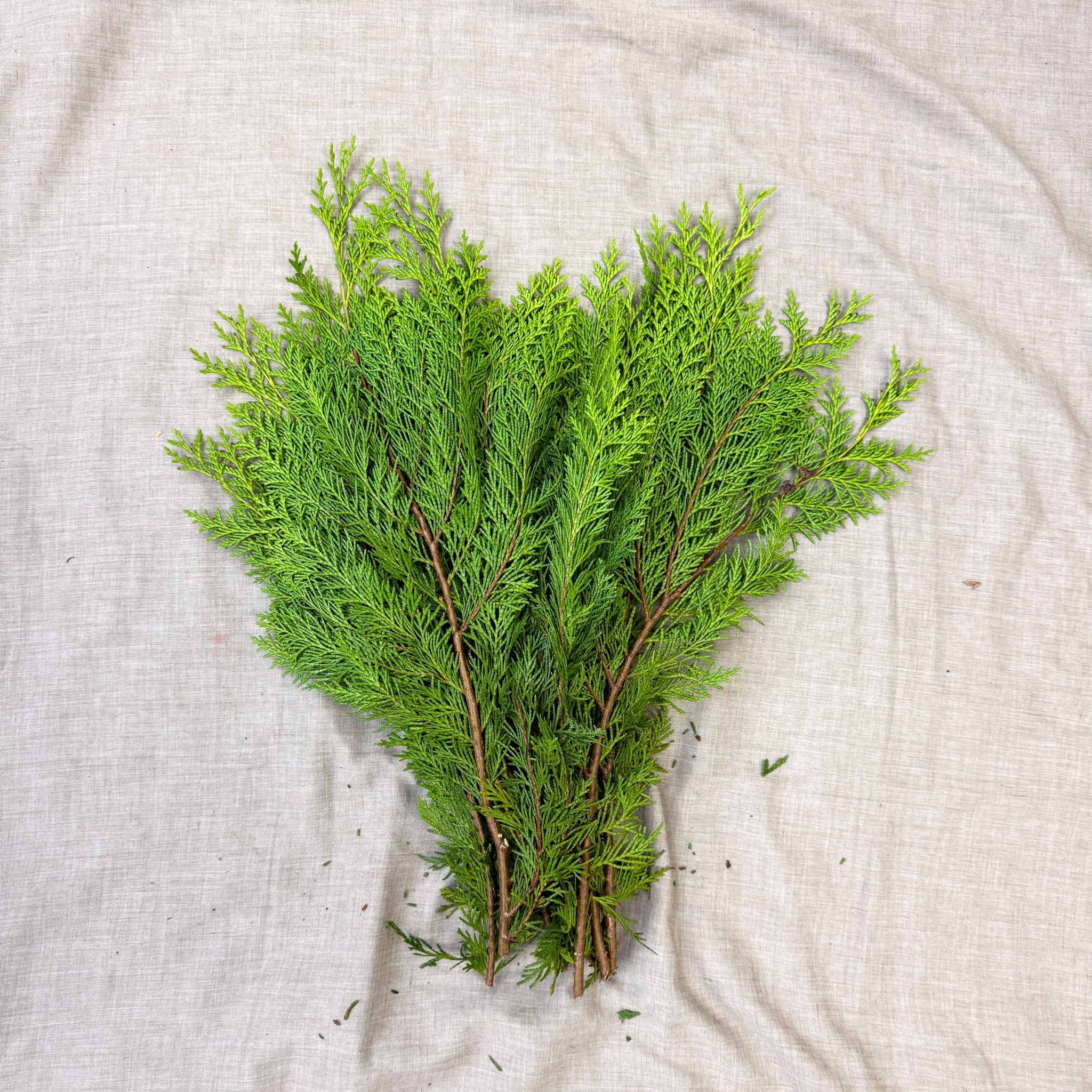 Yellow Conifer Branches (Chamaecyparis) – Fresh Foliage for Christmas Wreaths, Floristry & Festive Crafting - Image 2