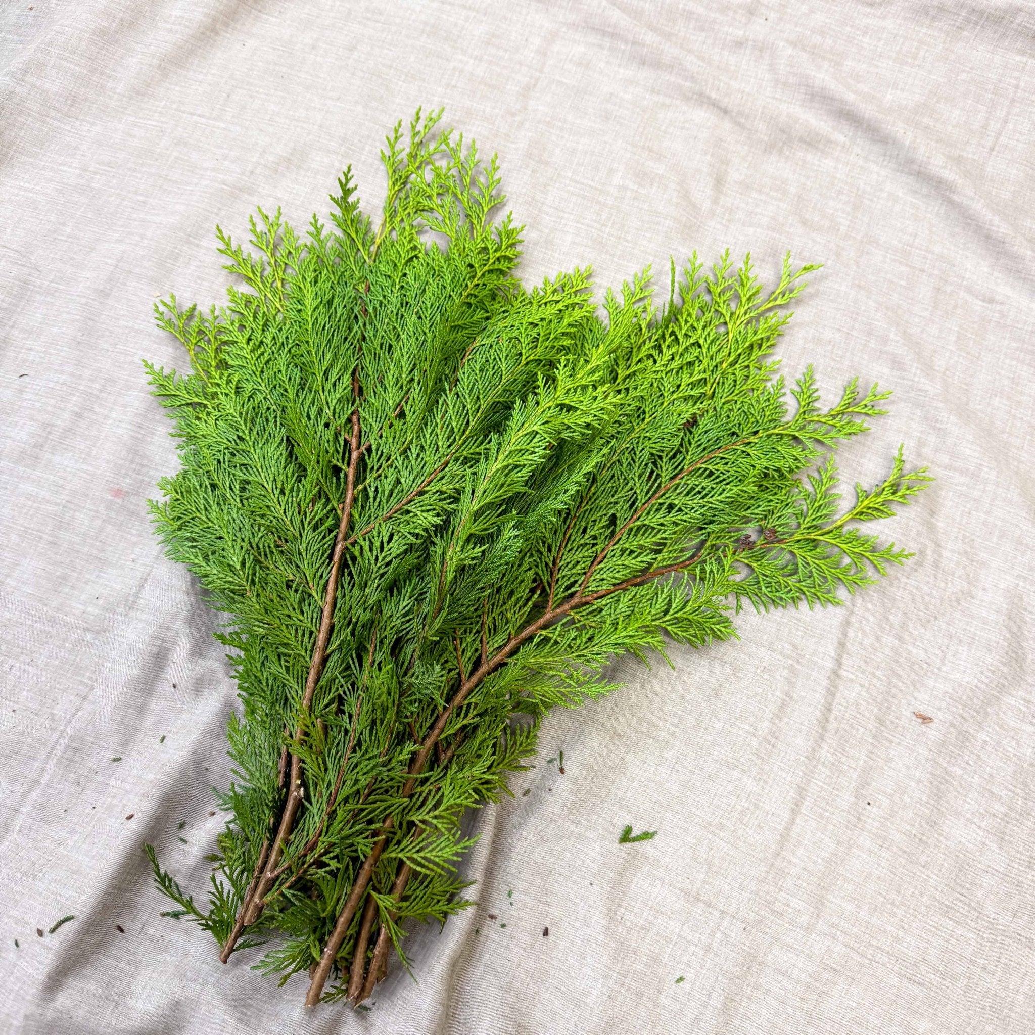 Yellow Conifer Branches (Chamaecyparis) – Fresh Foliage for Christmas Wreaths, Floristry & Festive Crafting - Image 3