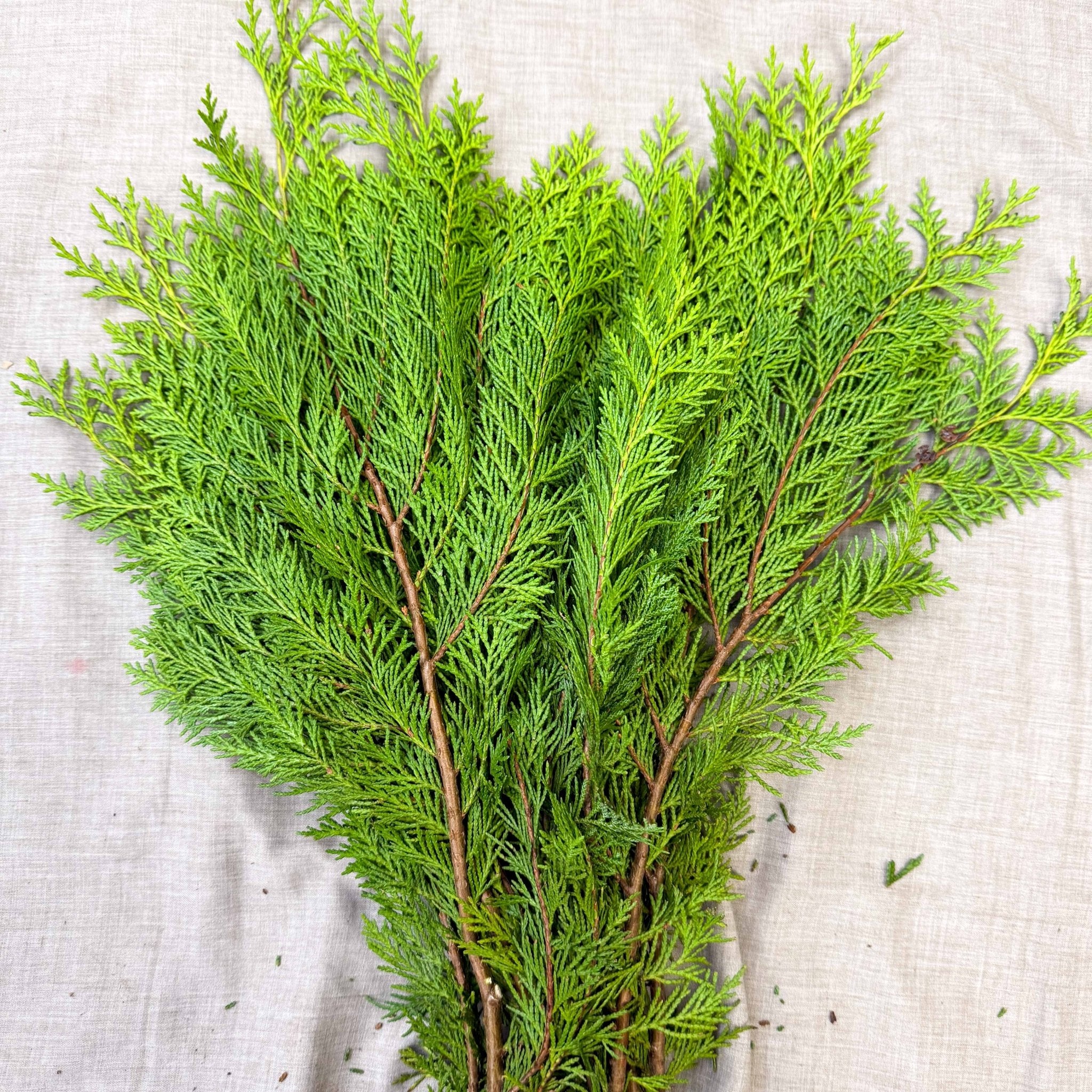Yellow Conifer Branches (Chamaecyparis) – Fresh Foliage for Christmas Wreaths, Floristry & Festive Crafting - Image 4