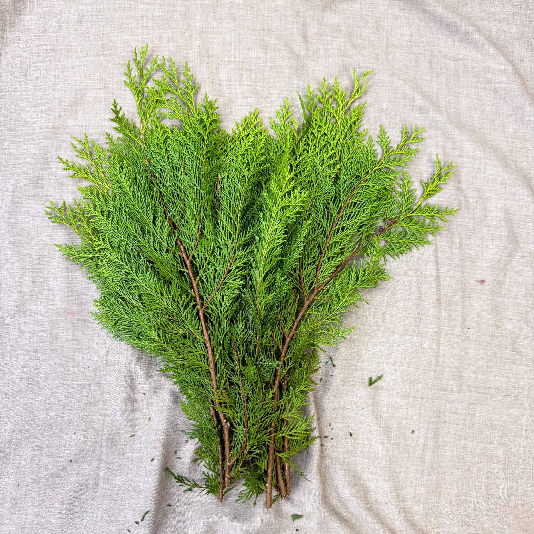 Yellow Conifer Branches (Chamaecyparis) – Fresh Foliage for Christmas Wreaths, Floristry & Festive Crafting - Image 5