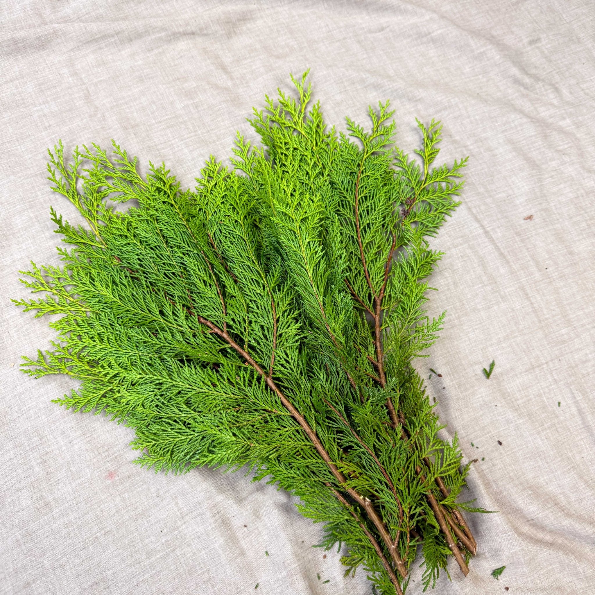 Yellow Conifer Branches (Chamaecyparis) – Fresh Foliage for Christmas Wreaths, Floristry & Festive Crafting - Image 6
