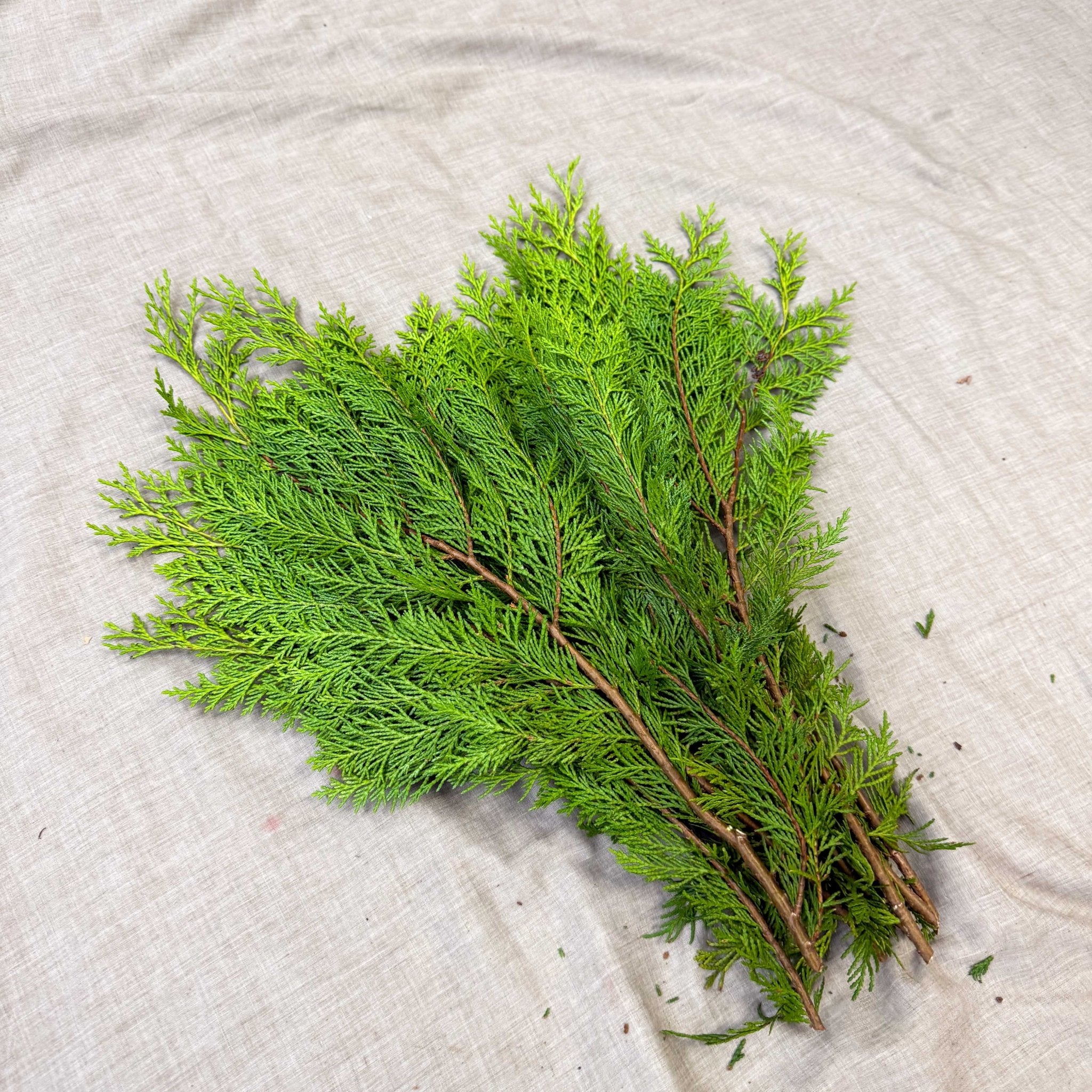 Yellow Conifer Branches (Chamaecyparis) – Fresh Foliage for Christmas Wreaths, Floristry & Festive Crafting - Image 7