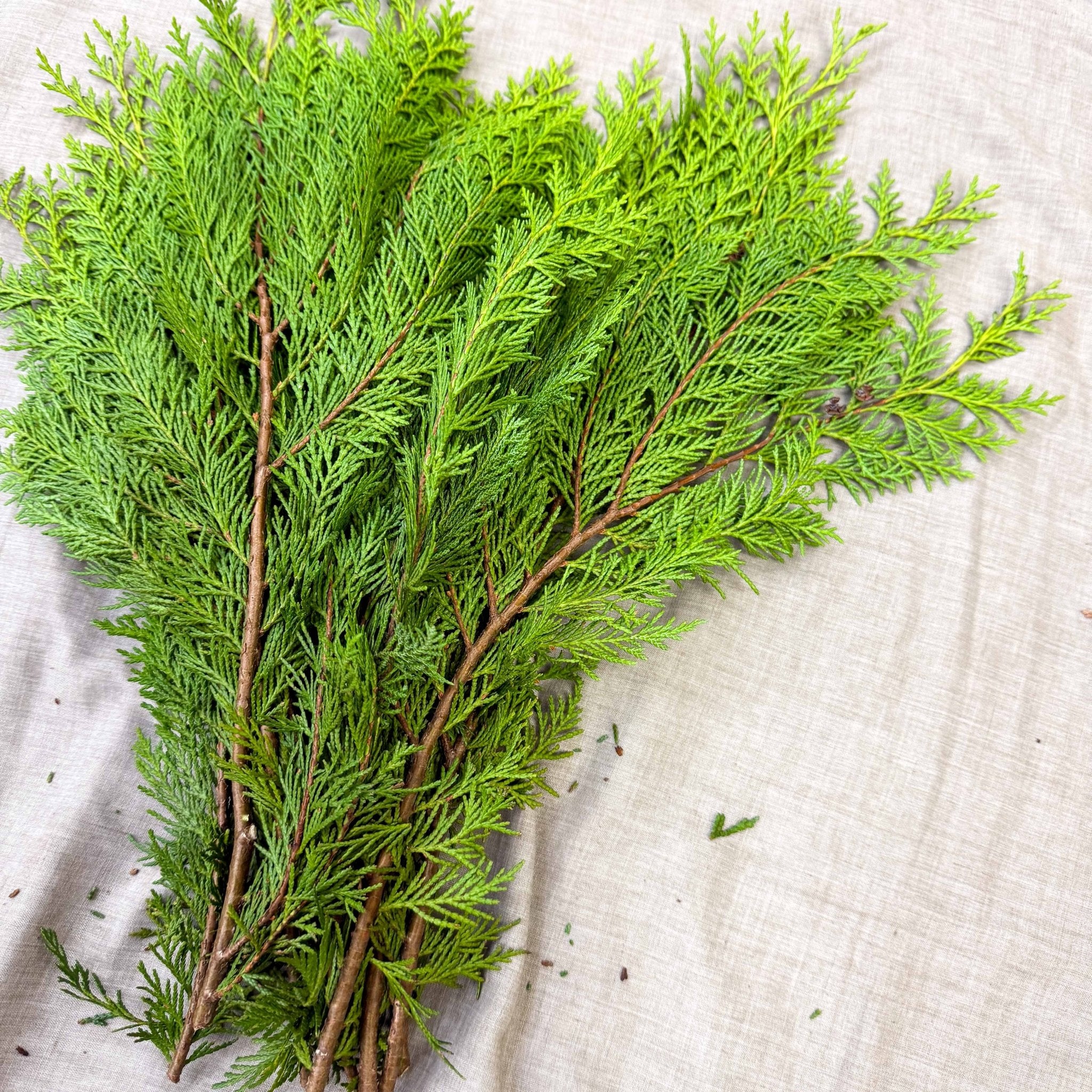 Yellow Conifer Branches (Chamaecyparis) – Fresh Foliage for Christmas Wreaths, Floristry & Festive Crafting - Image 9