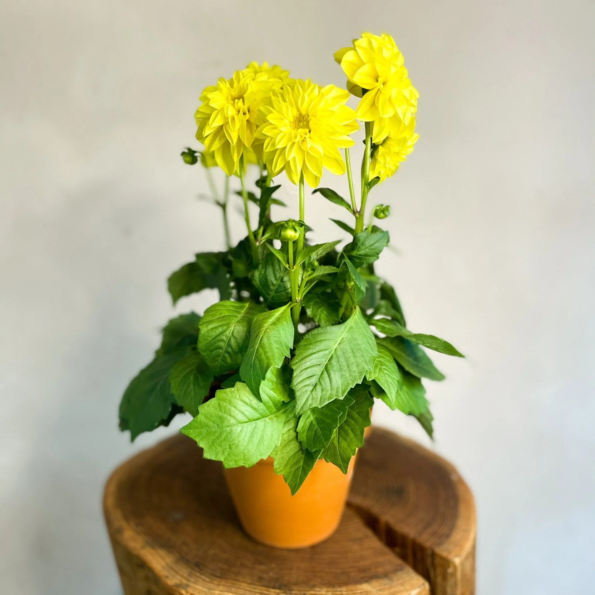 Yellow Dahlia 'Royal'
