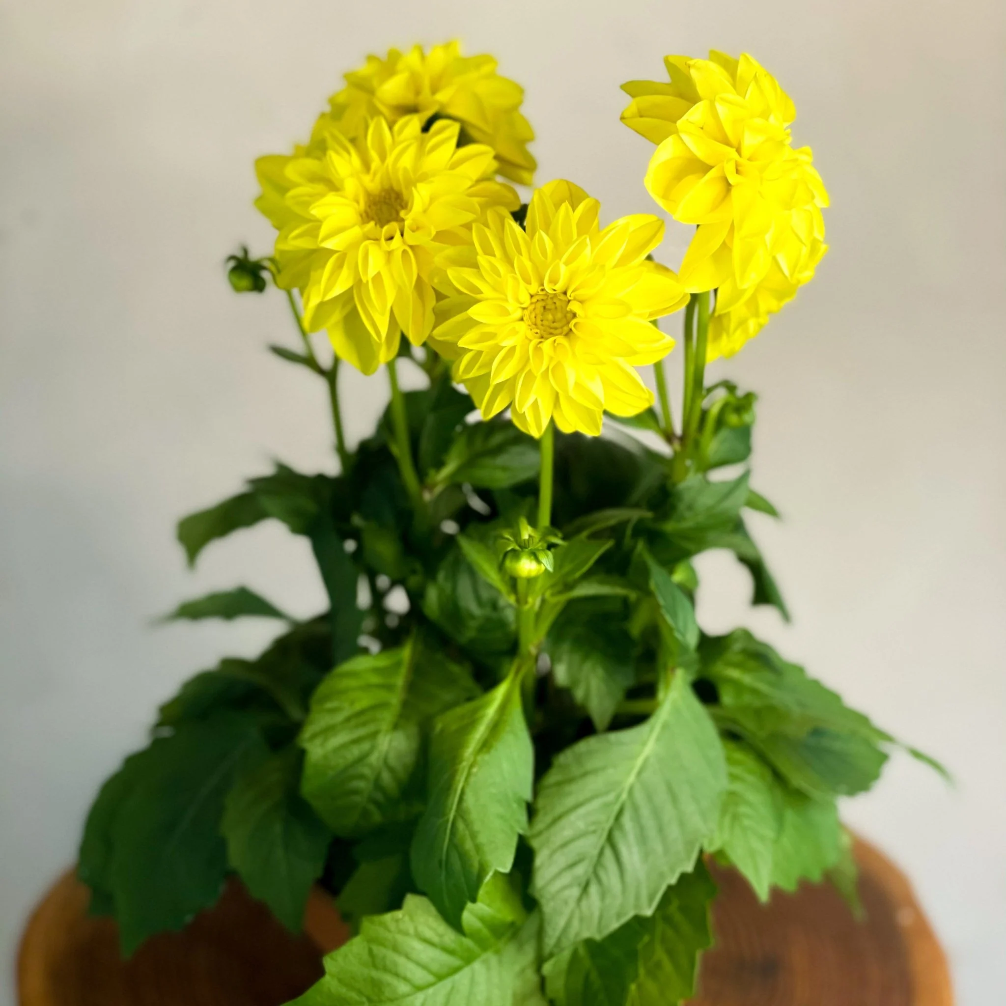 Yellow Dahlia 'Royal' - Image 2