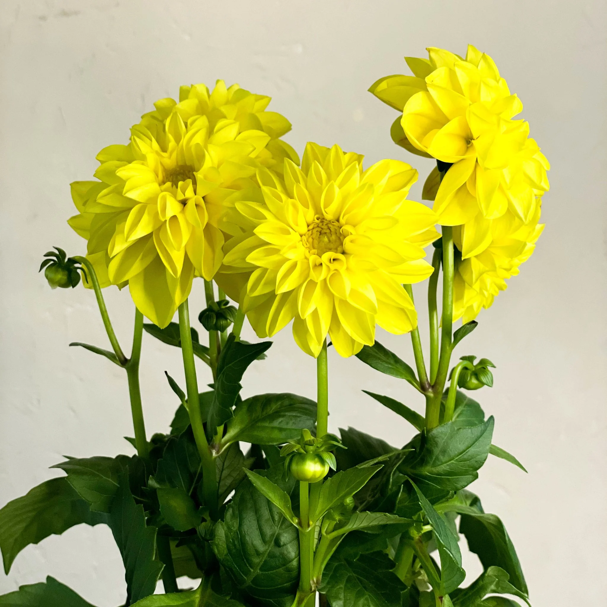Yellow Dahlia 'Royal' - Image 3