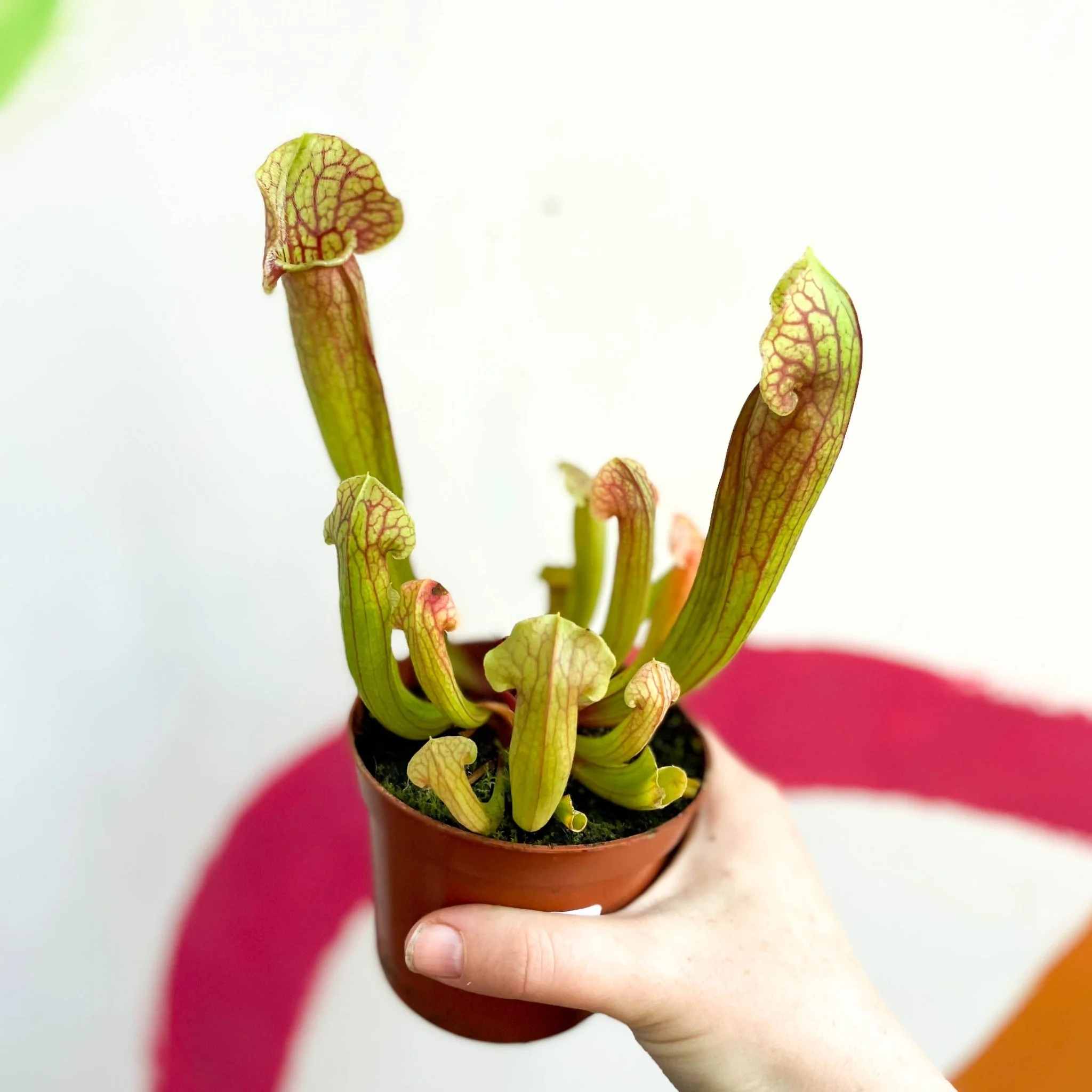 Yellow Pitcher Plant - Sarracenia flava