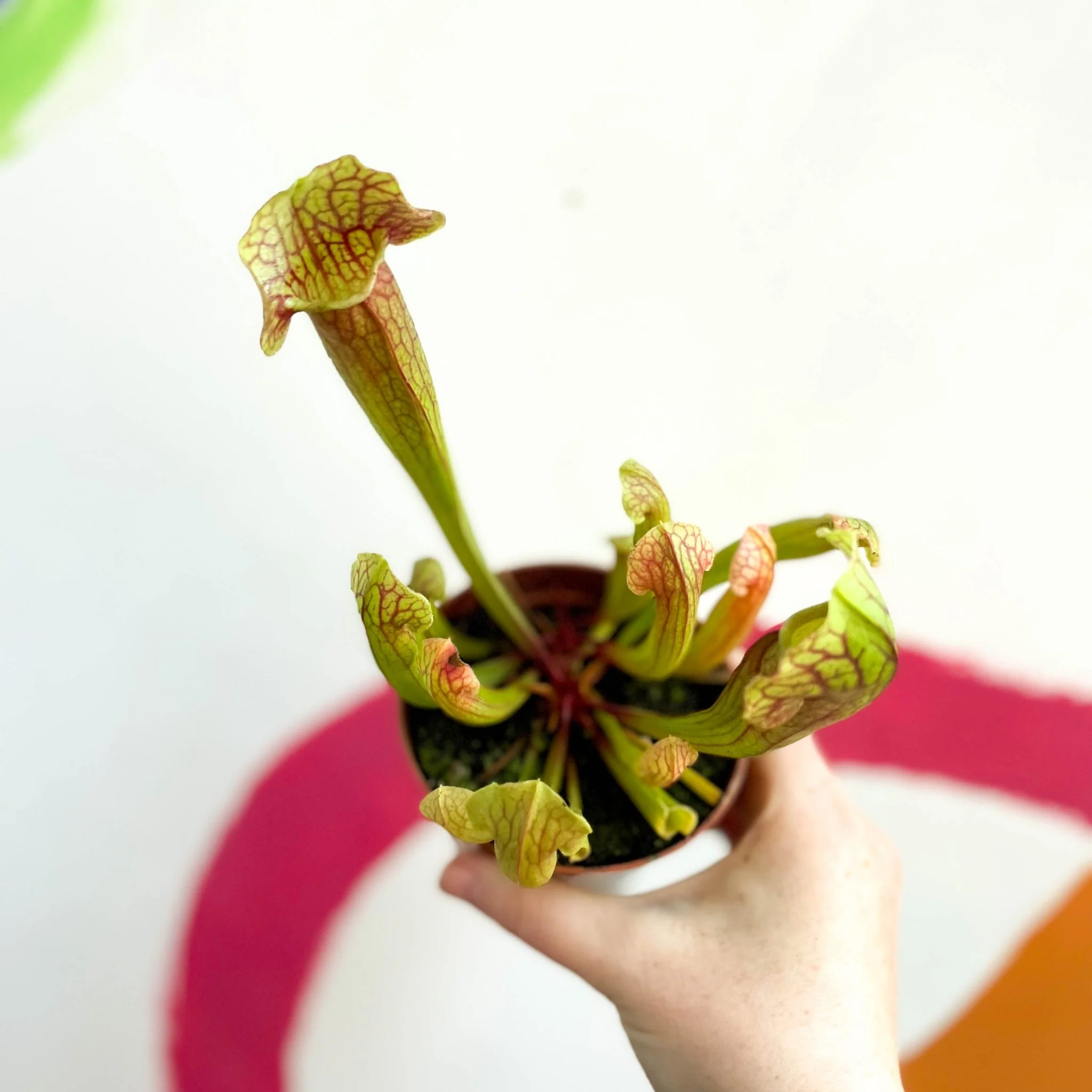 Yellow Pitcher Plant - Sarracenia flava - Image 2
