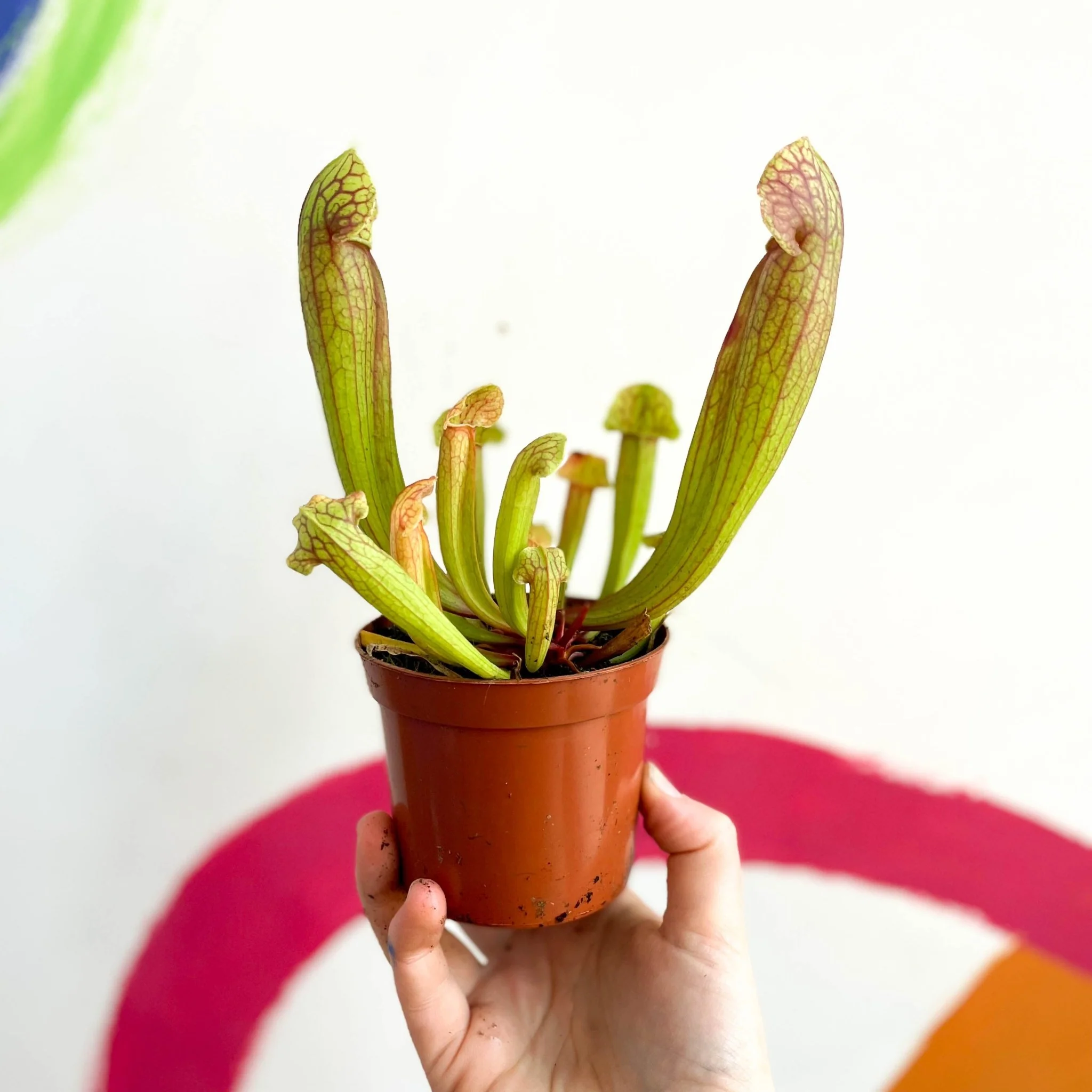 Yellow Pitcher Plant - Sarracenia flava - Image 3