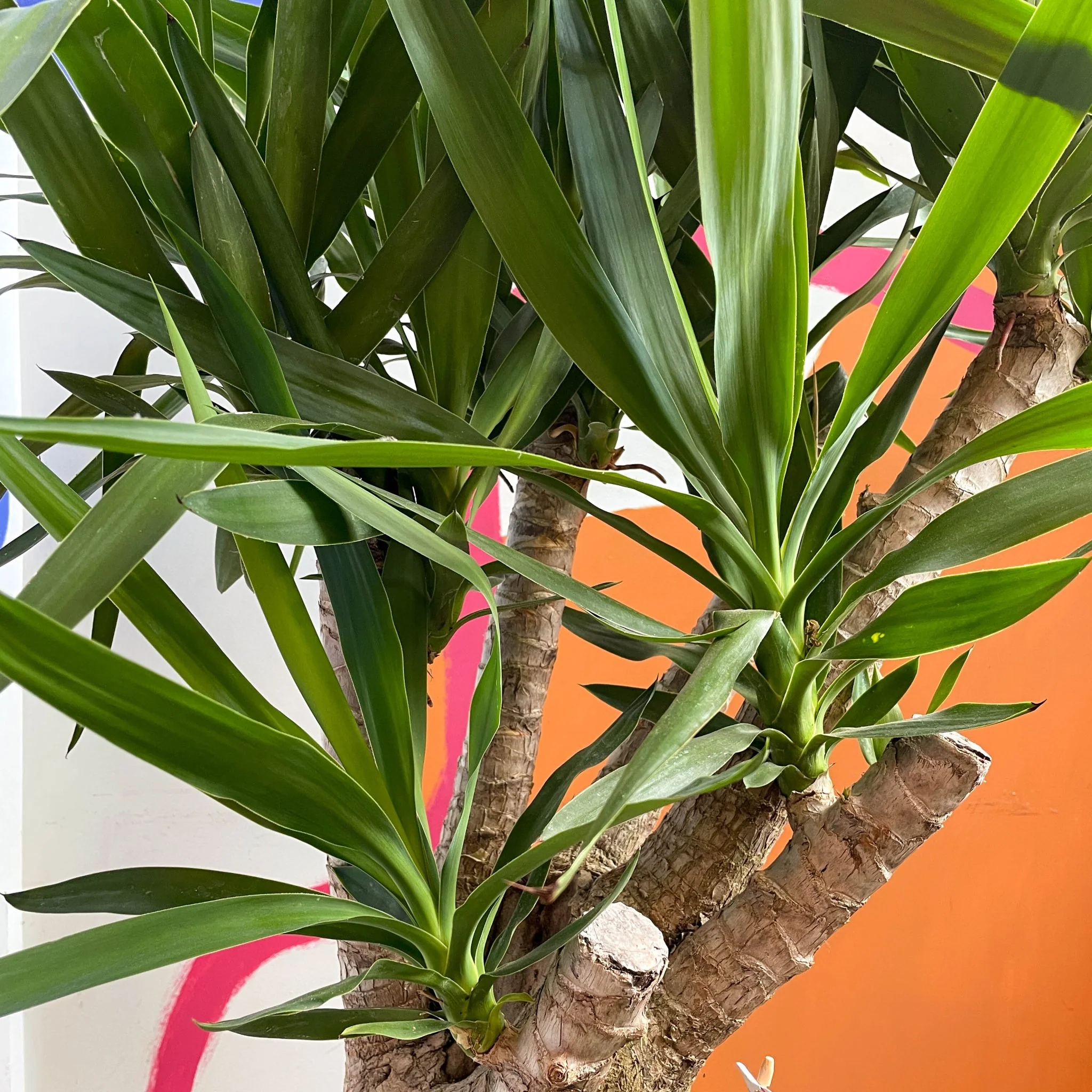 Yucca elephantipes - British Grown - Image 2