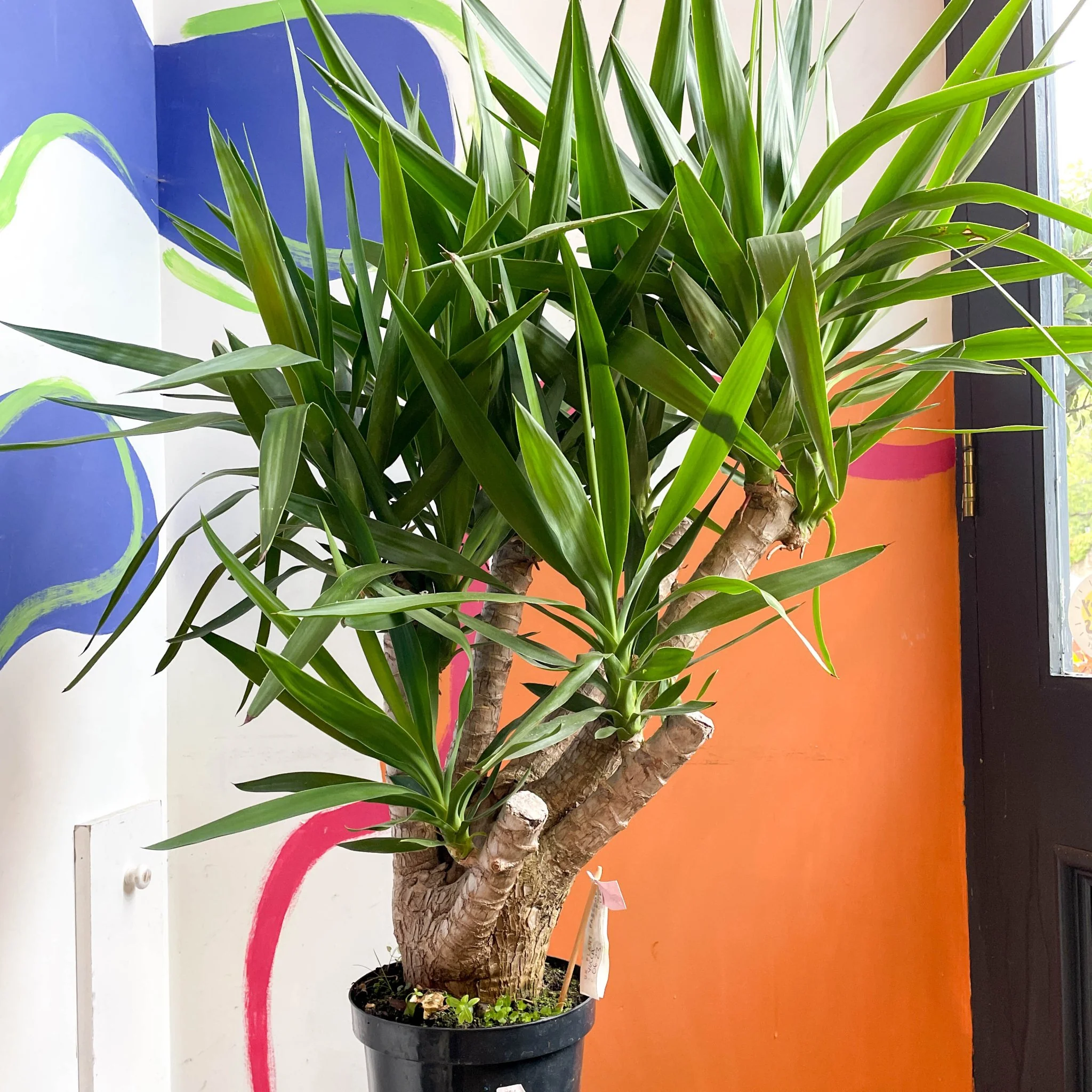 Yucca elephantipes - British Grown - Image 3