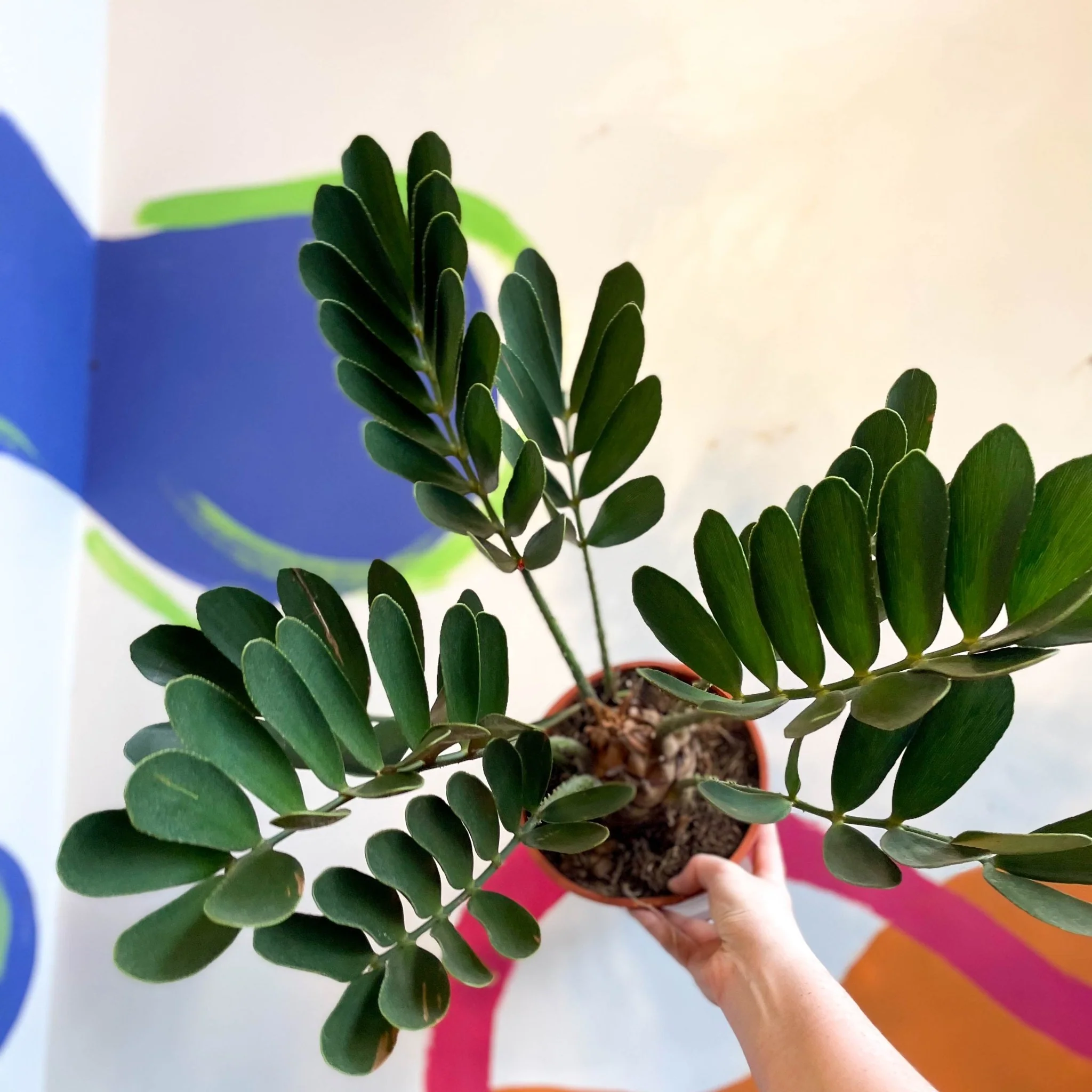Zamia furfuracea - Cardboard Palm