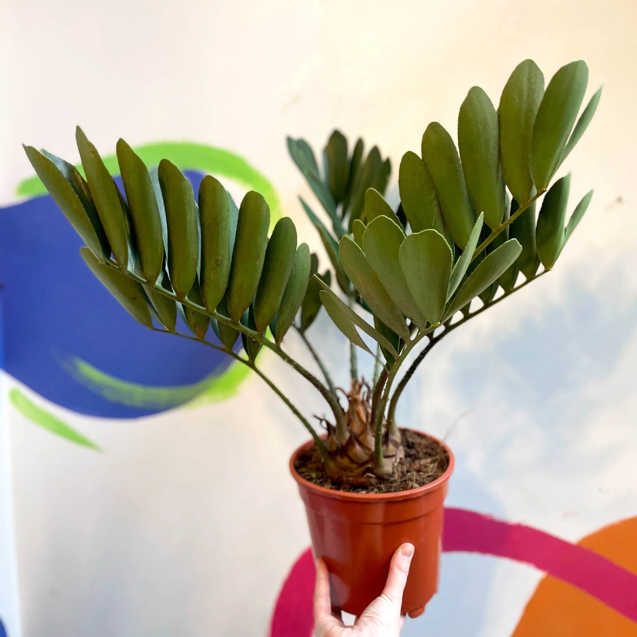 Zamia furfuracea - Cardboard Palm - Image 2