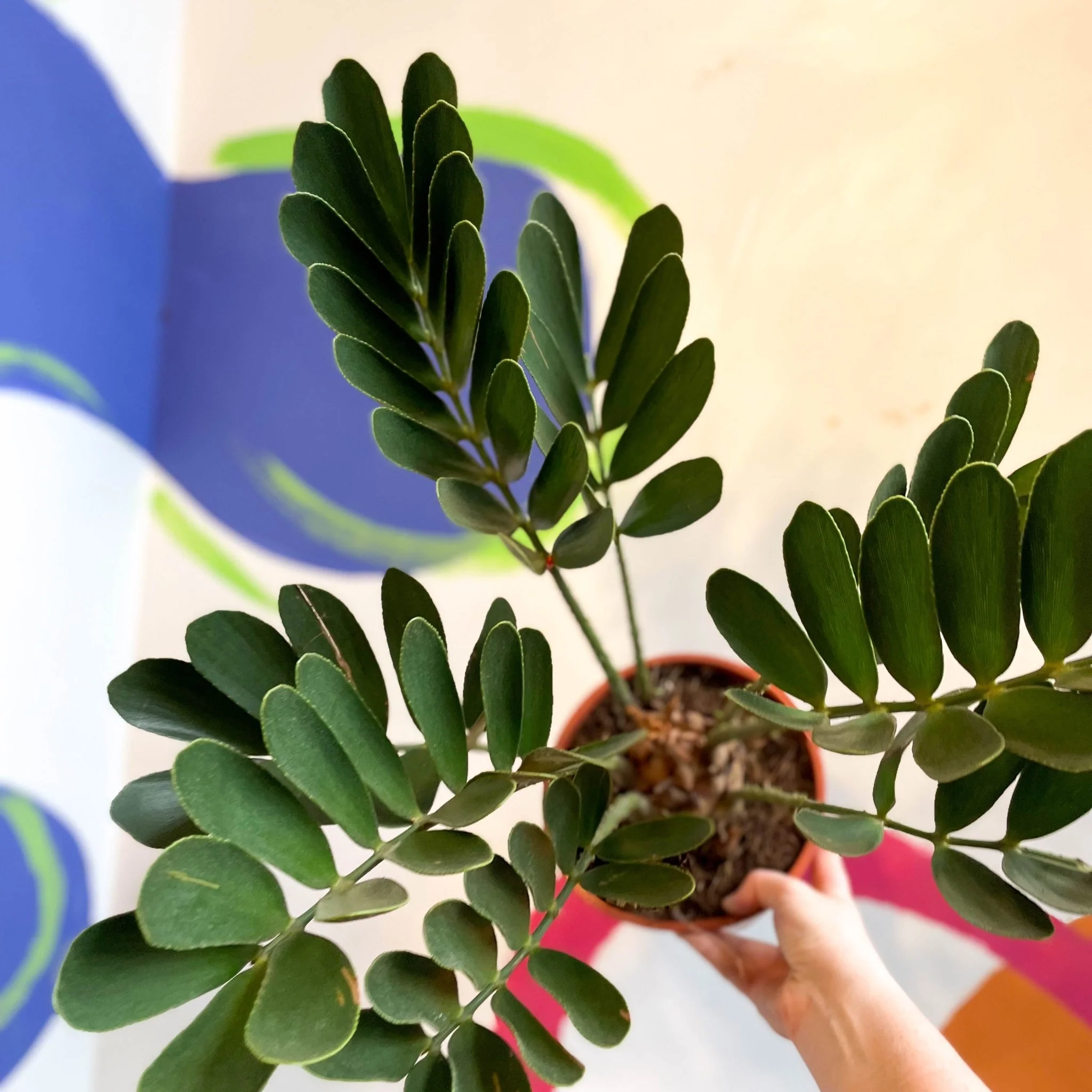 Zamia furfuracea - Cardboard Palm - Image 3