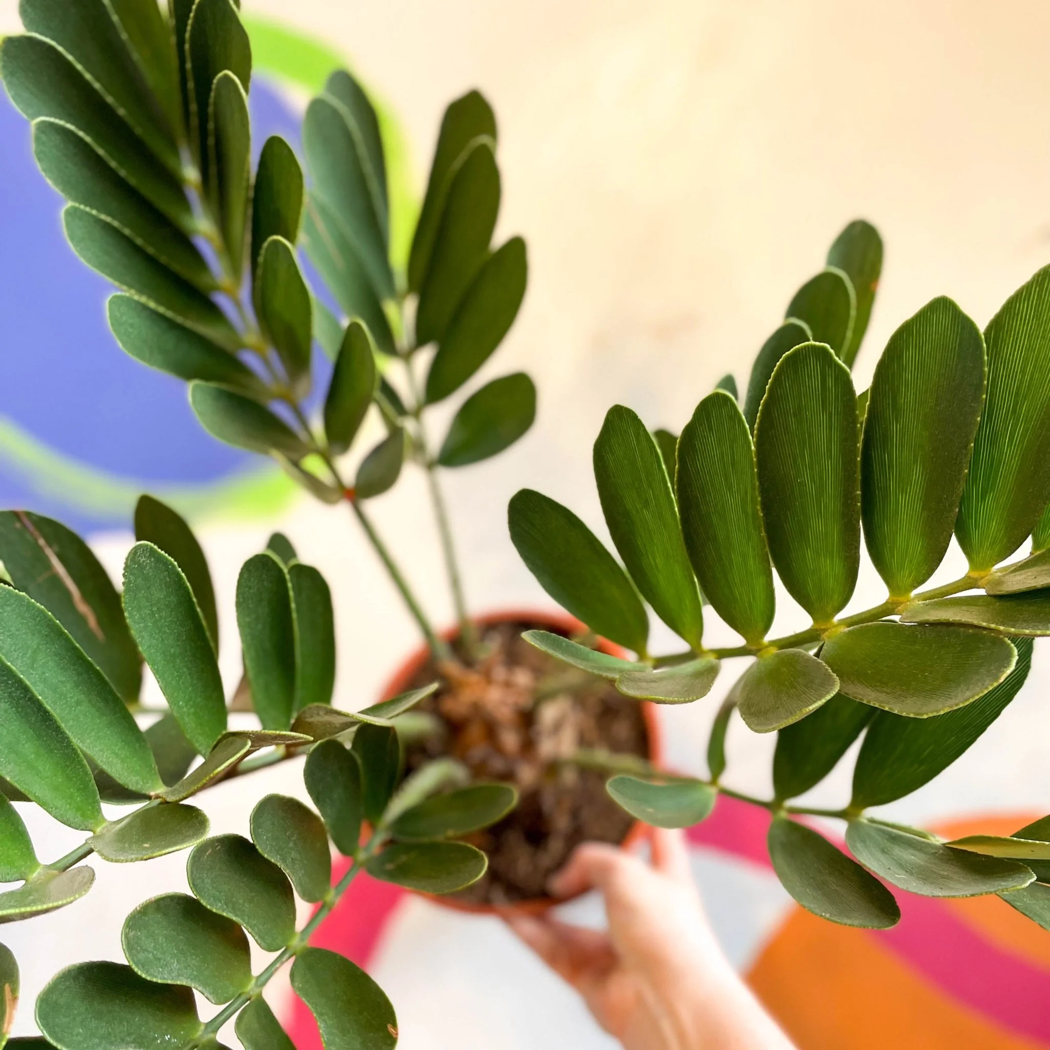 Zamia furfuracea - Cardboard Palm - Image 4