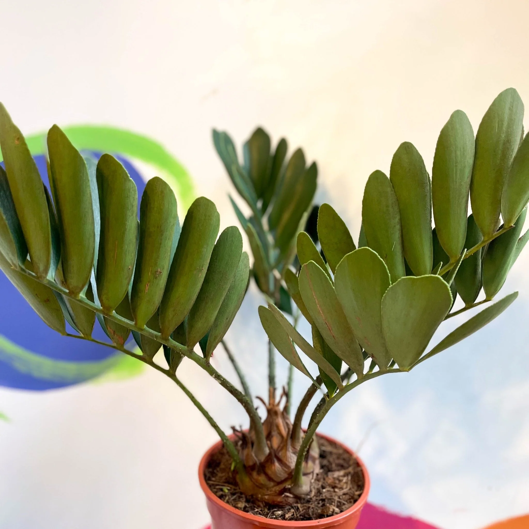 Zamia furfuracea - Cardboard Palm - Image 5