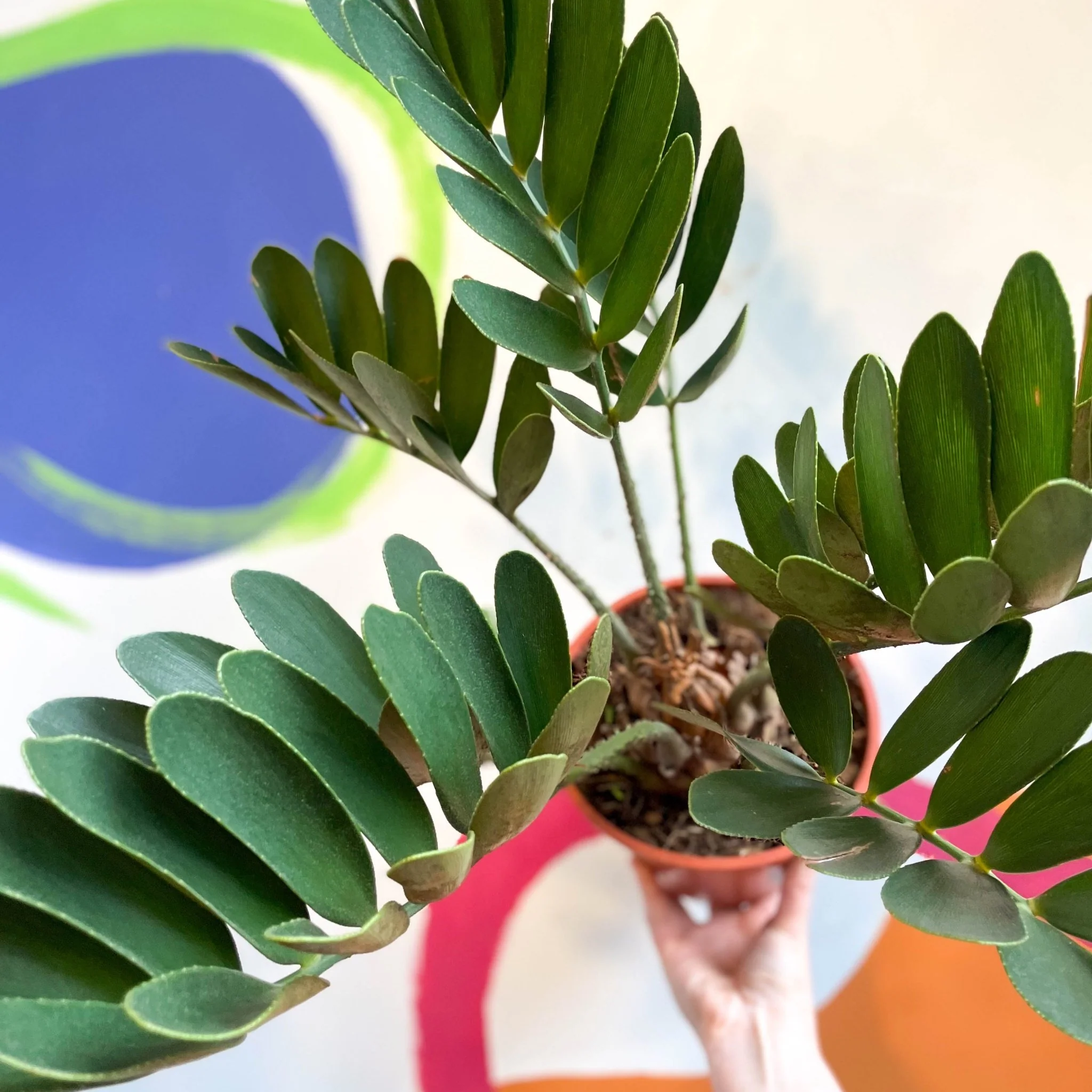 Zamia furfuracea - Cardboard Palm - Image 6