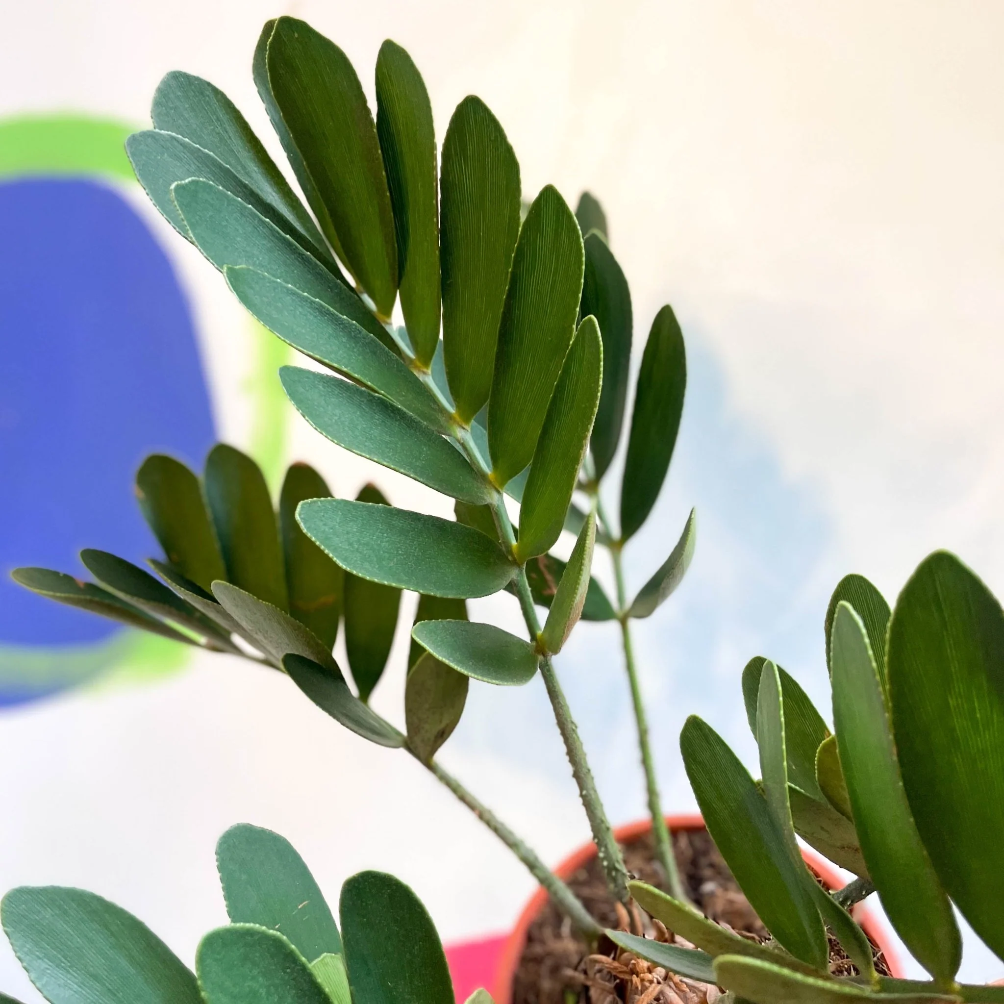 Zamia furfuracea - Cardboard Palm - Image 7