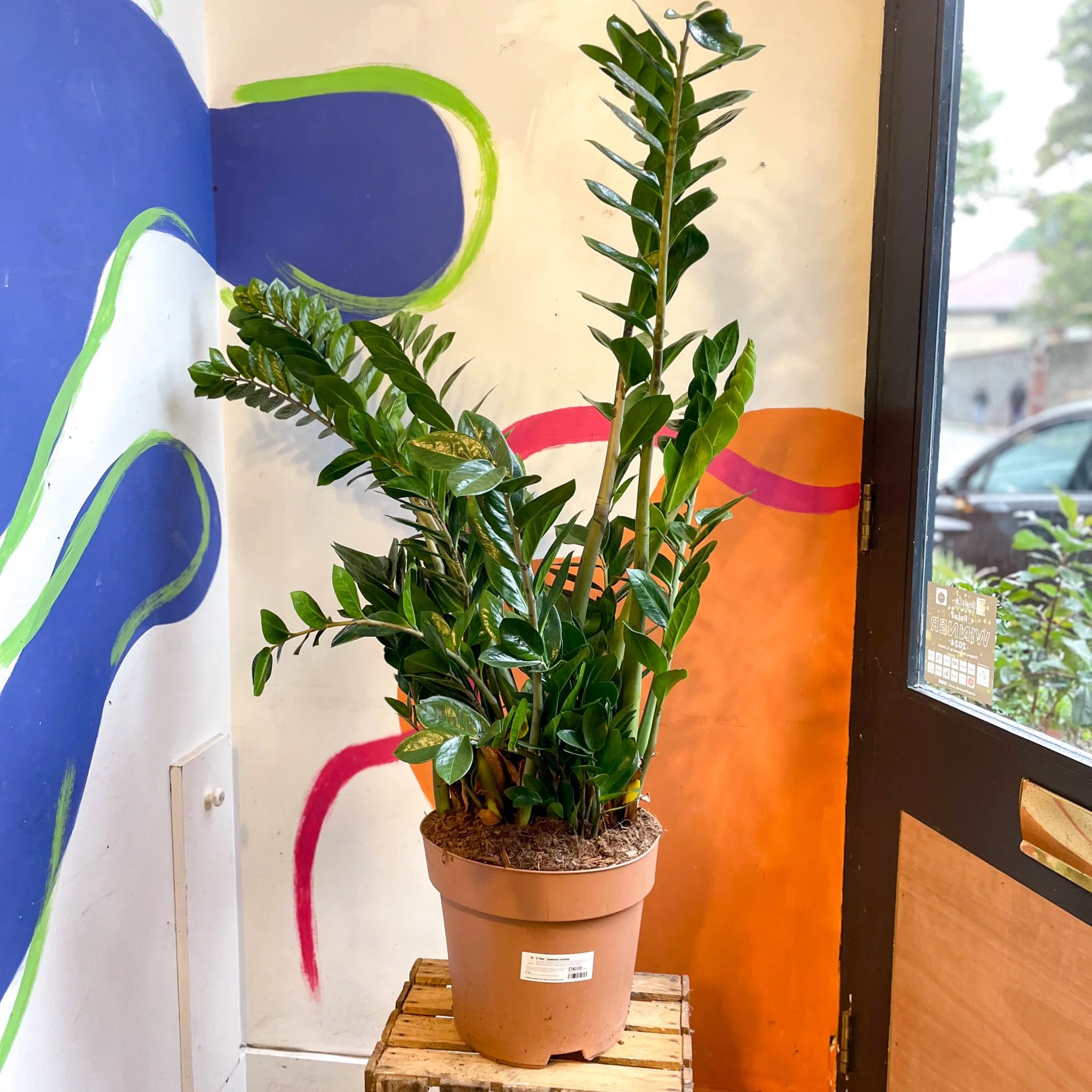 Zamioculcas zamiifolia - ZZ Plant - Image 10