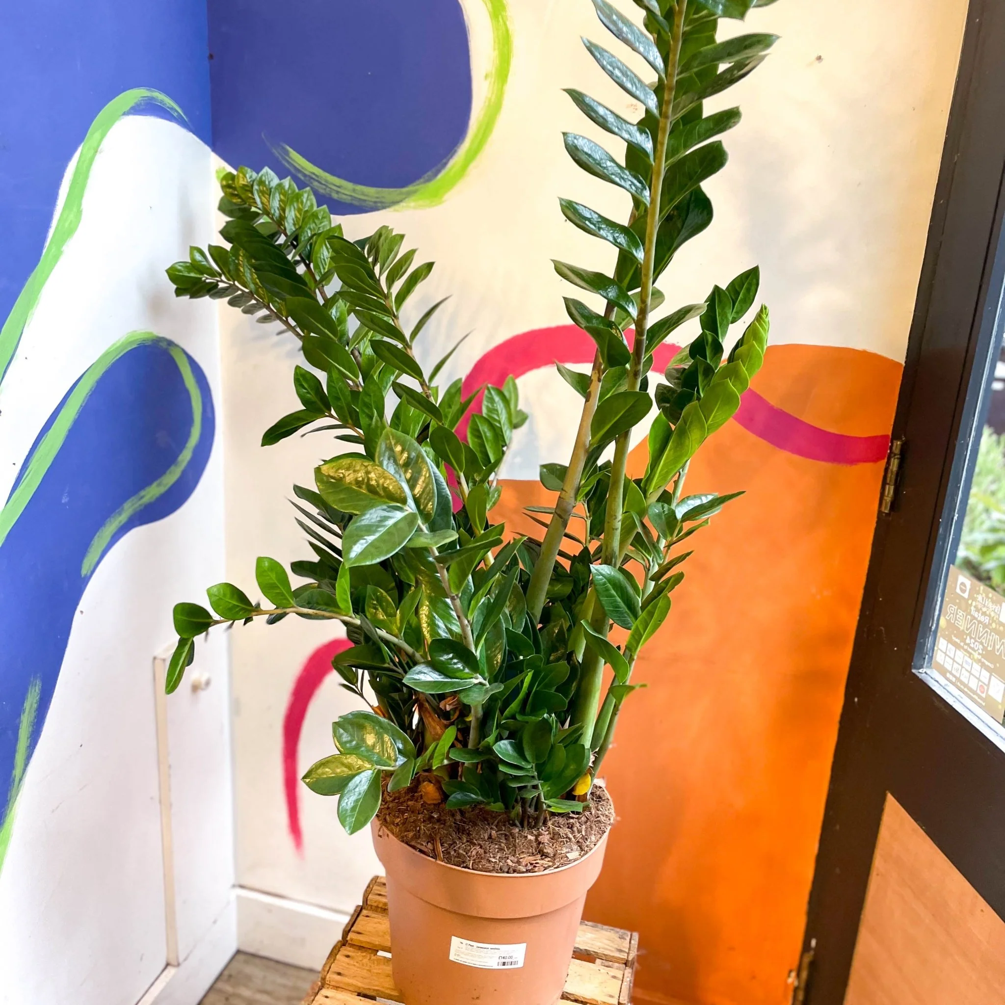 Zamioculcas zamiifolia - ZZ Plant - Image 11