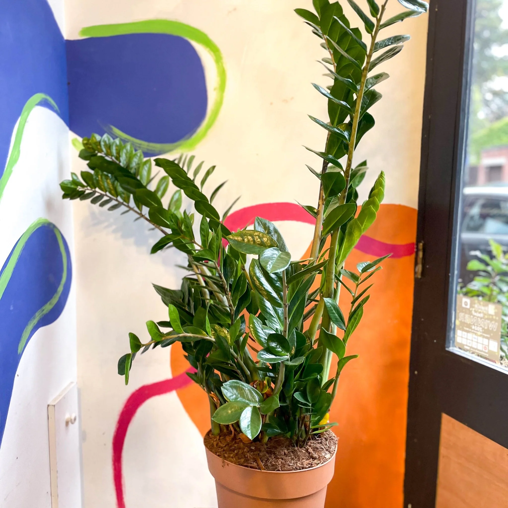 Zamioculcas zamiifolia - ZZ Plant - Image 12