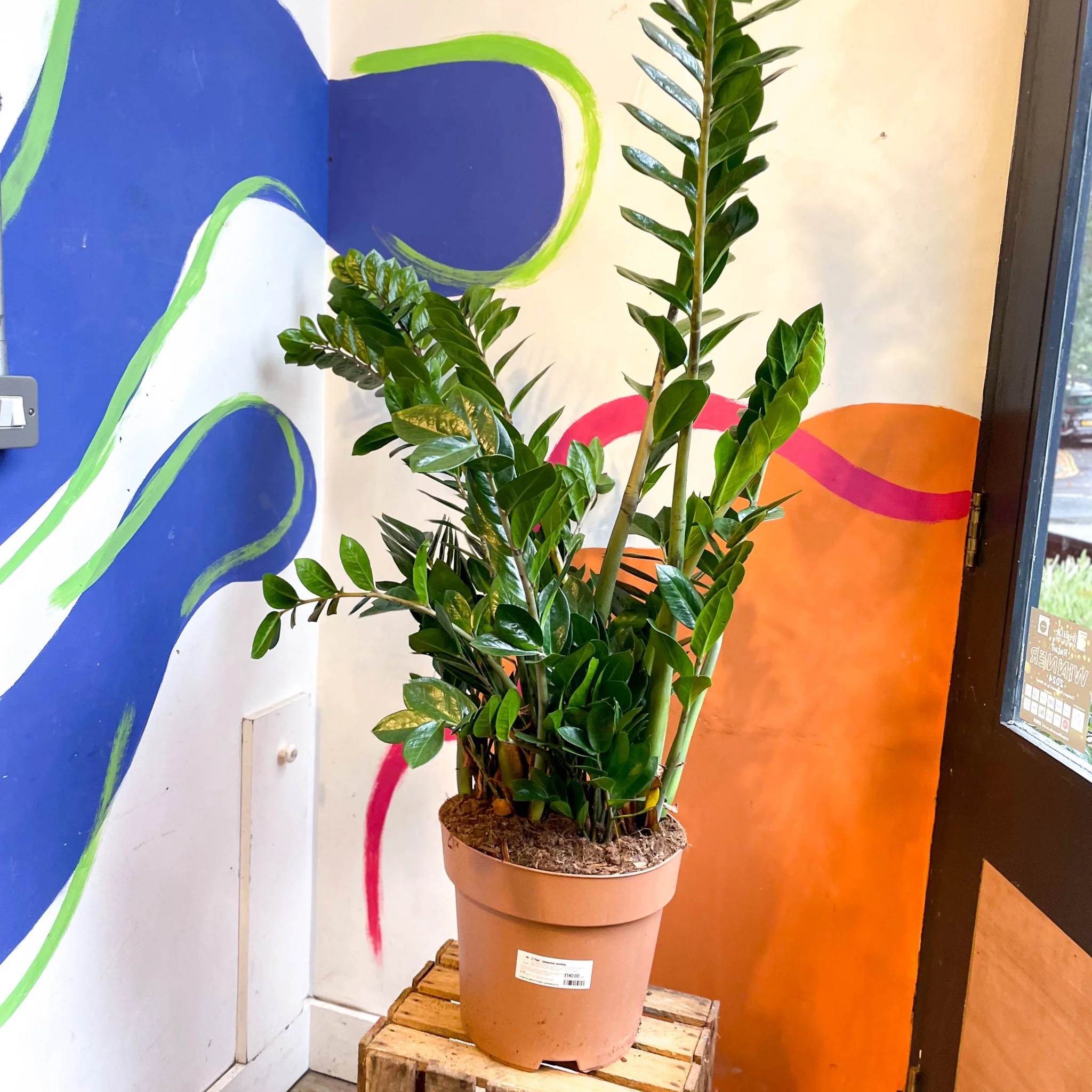 Zamioculcas zamiifolia - ZZ Plant - Image 13