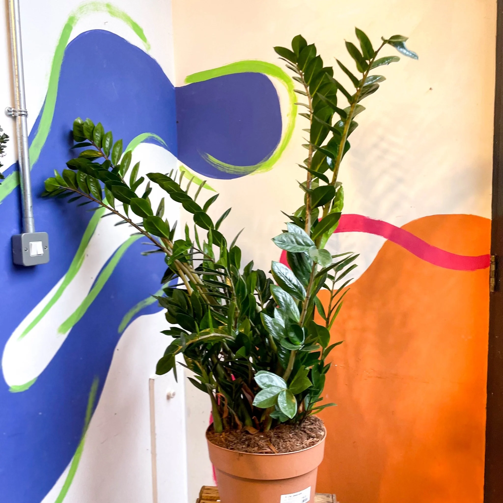 Zamioculcas zamiifolia - ZZ Plant - Image 14