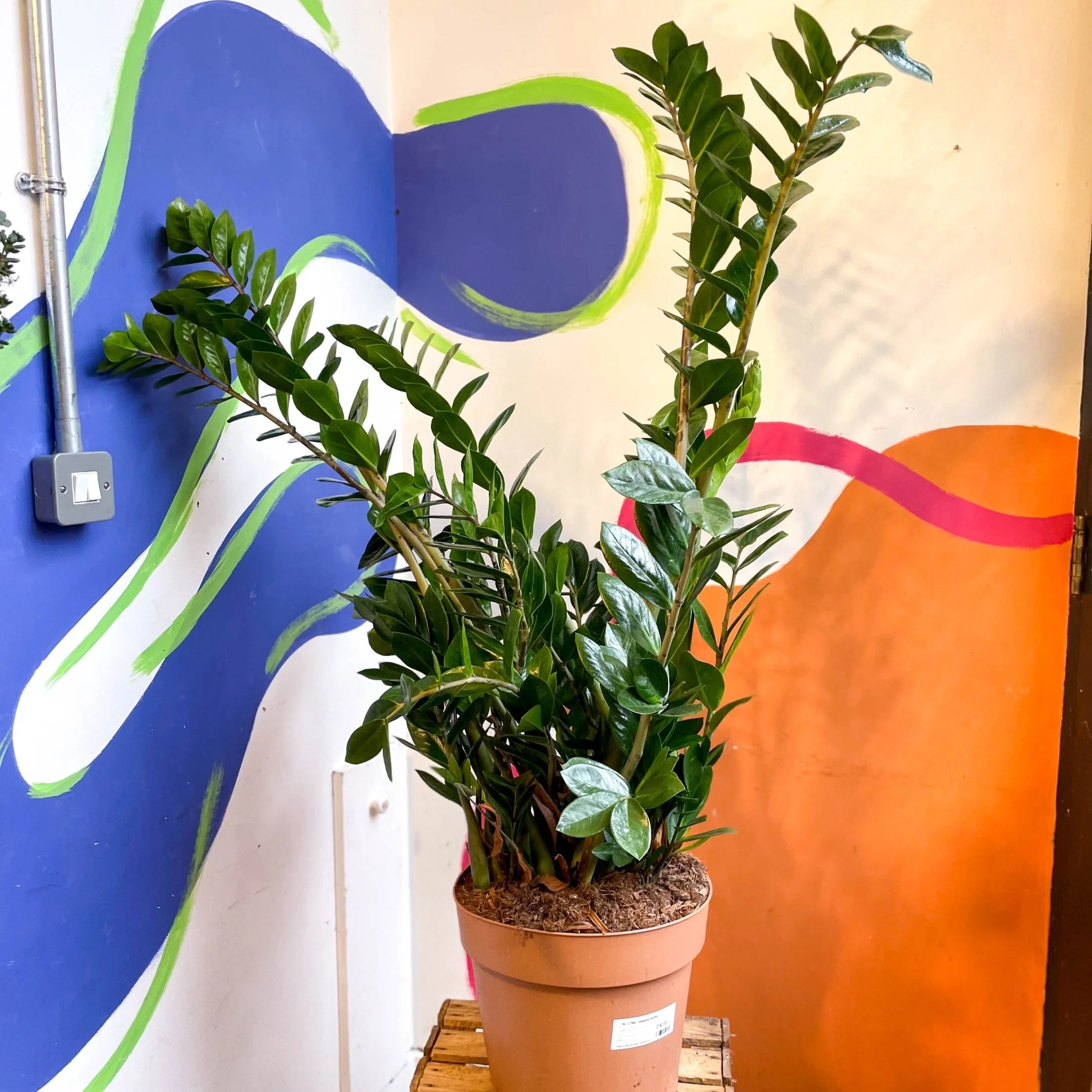 Zamioculcas zamiifolia - ZZ Plant - Image 15