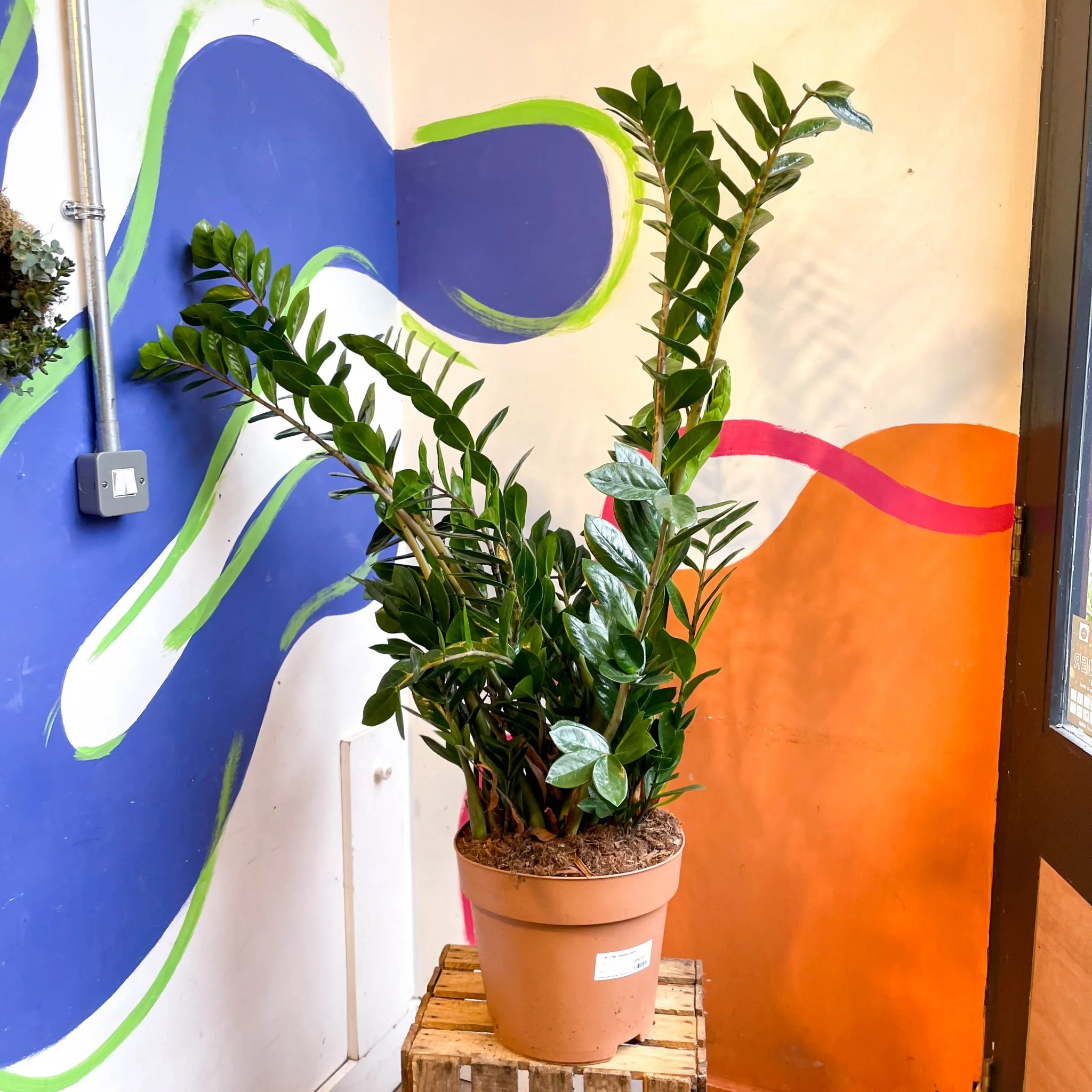 Zamioculcas zamiifolia - ZZ Plant - Image 16
