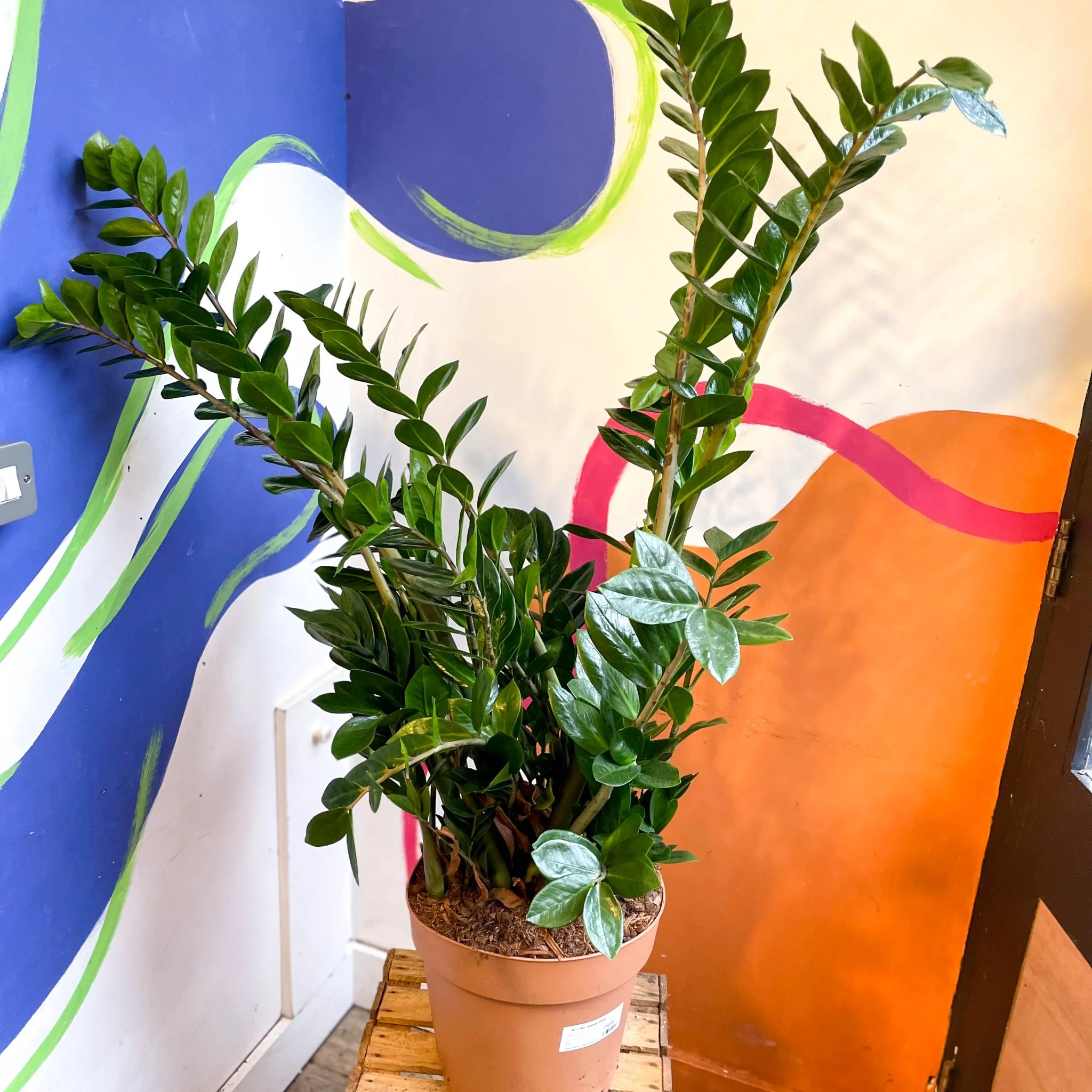Zamioculcas zamiifolia - ZZ Plant - Image 17