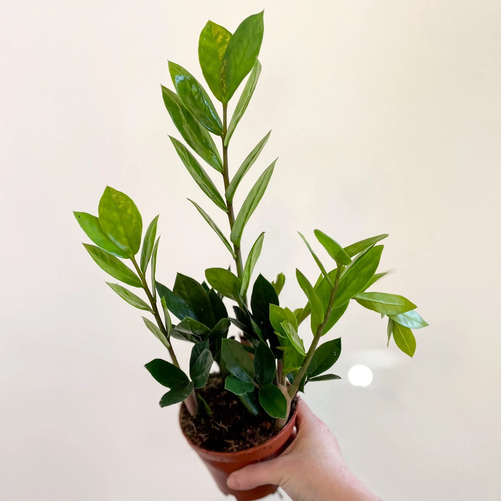 Zamioculcas zamiifolia - ZZ Plant - Image 18