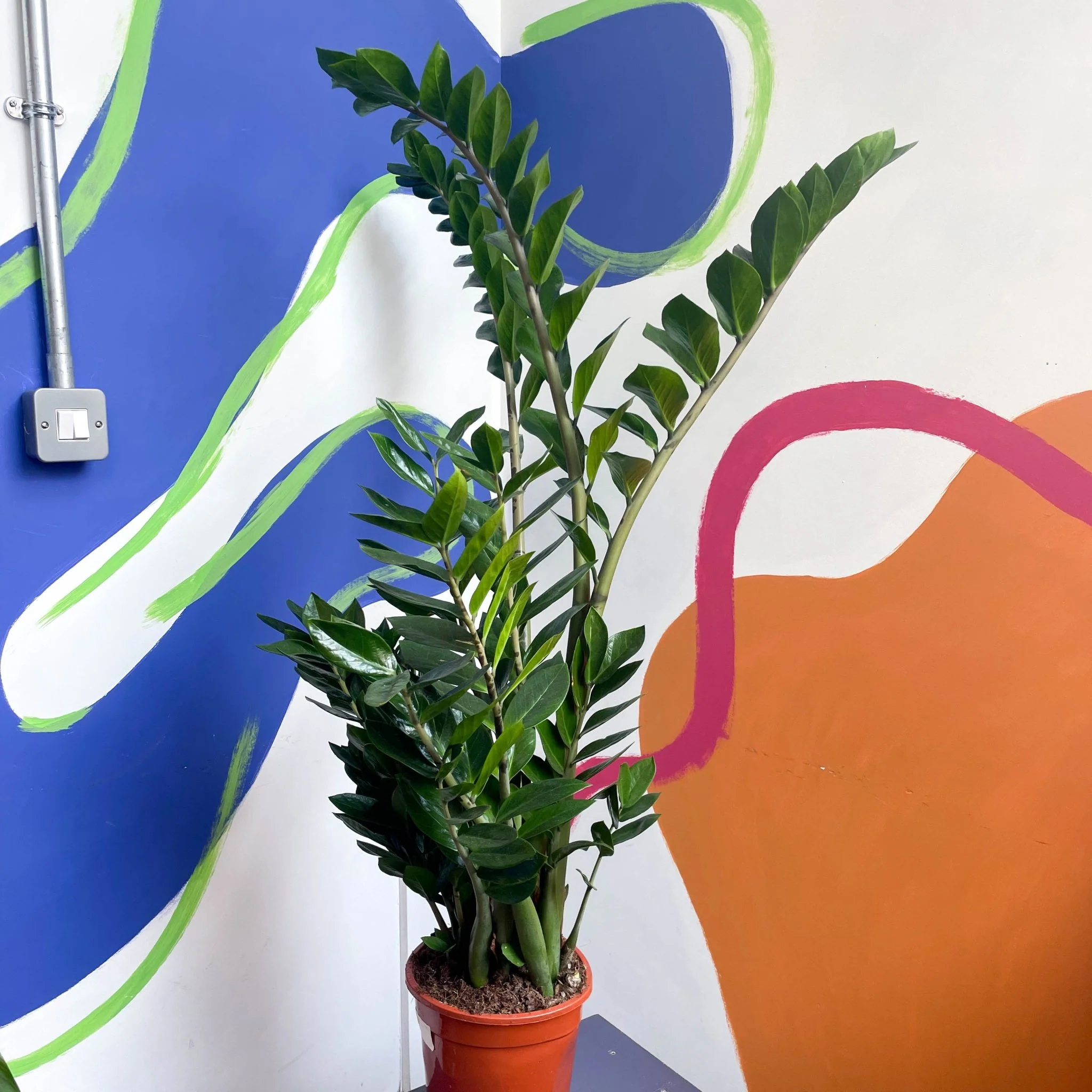 Zamioculcas zamiifolia - ZZ Plant - Image 3