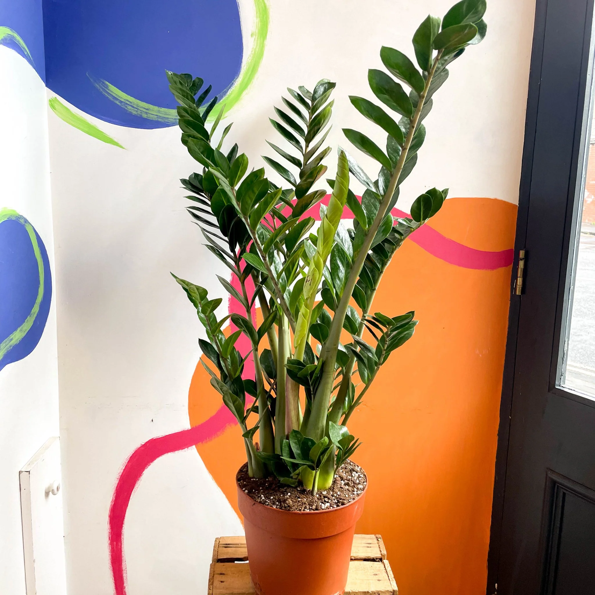 Zamioculcas zamiifolia - ZZ Plant - Image 4