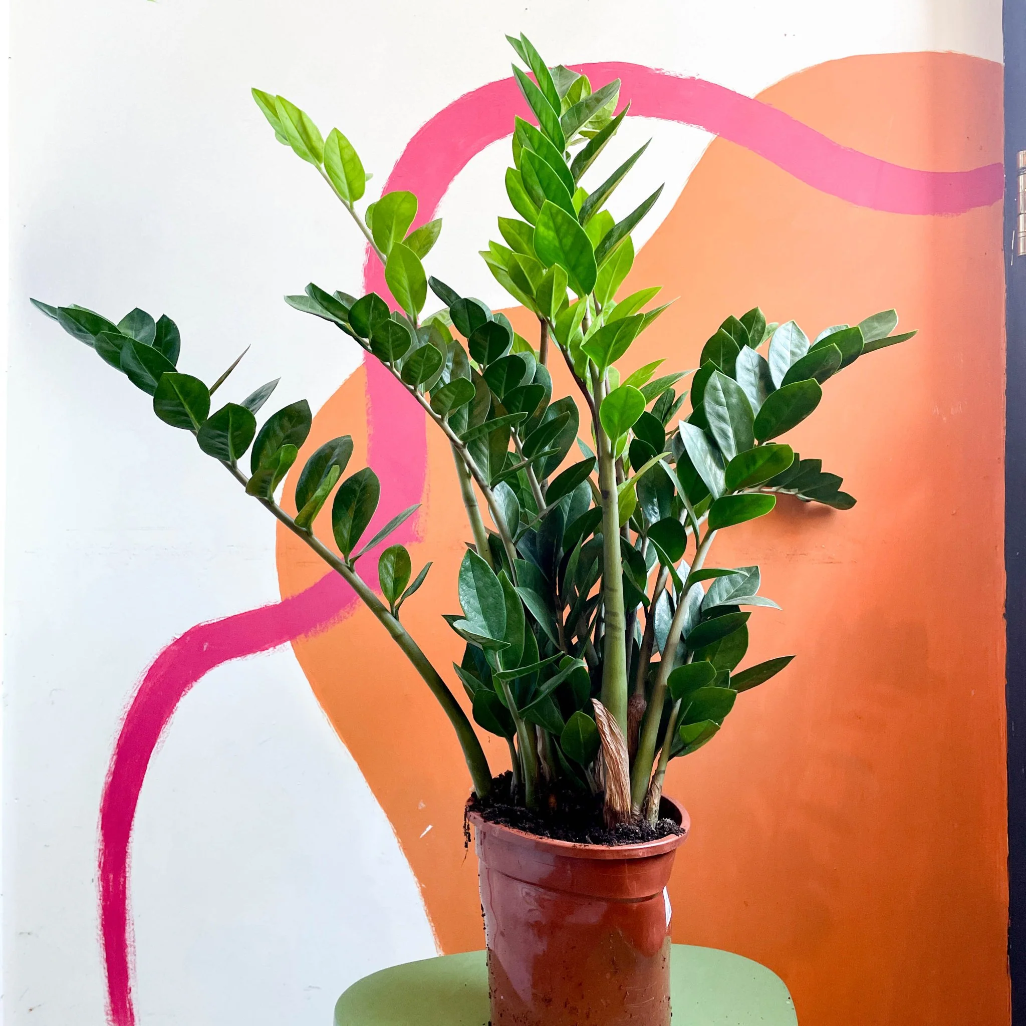Zamioculcas zamiifolia - ZZ Plant - Image 5